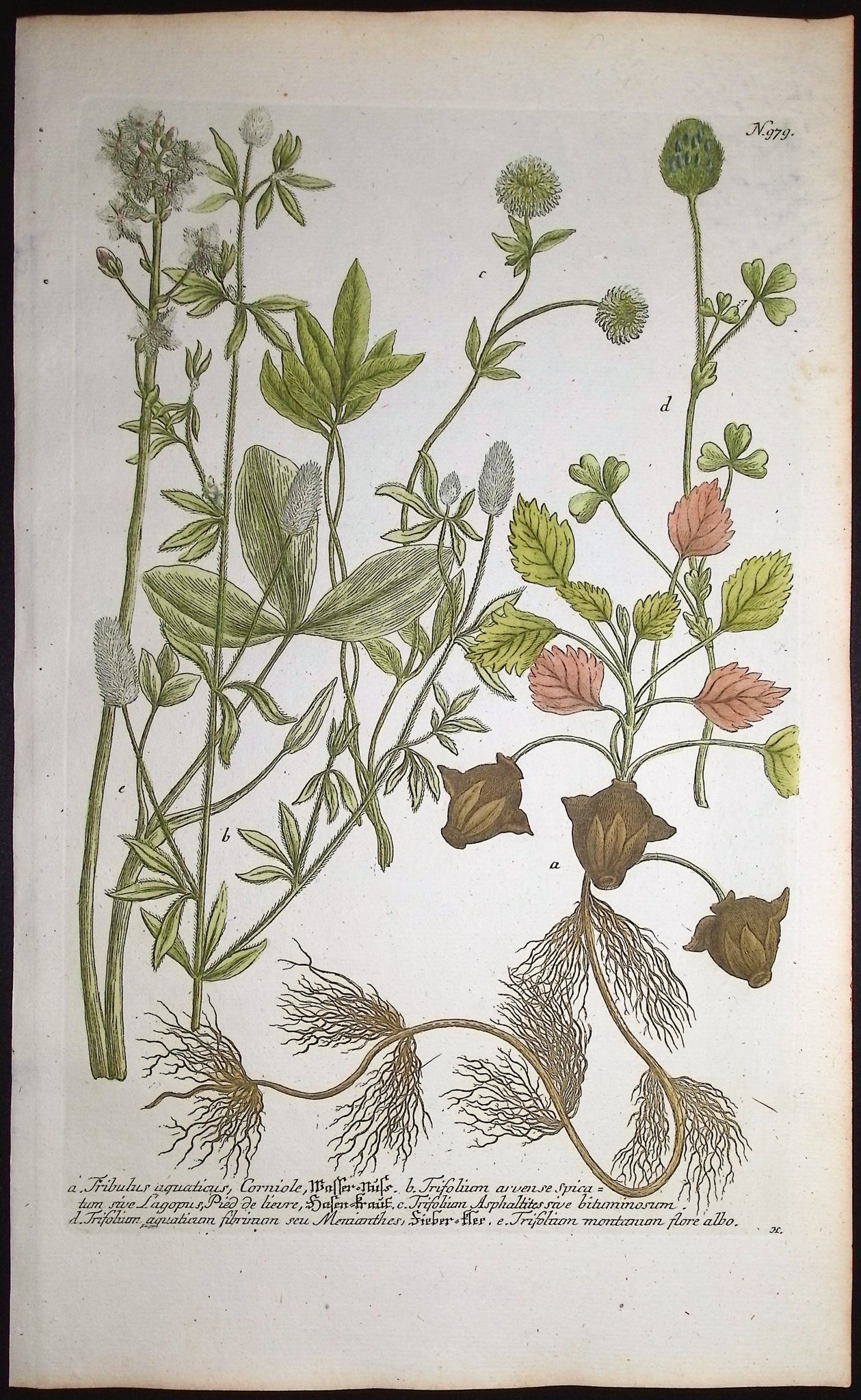 Clover