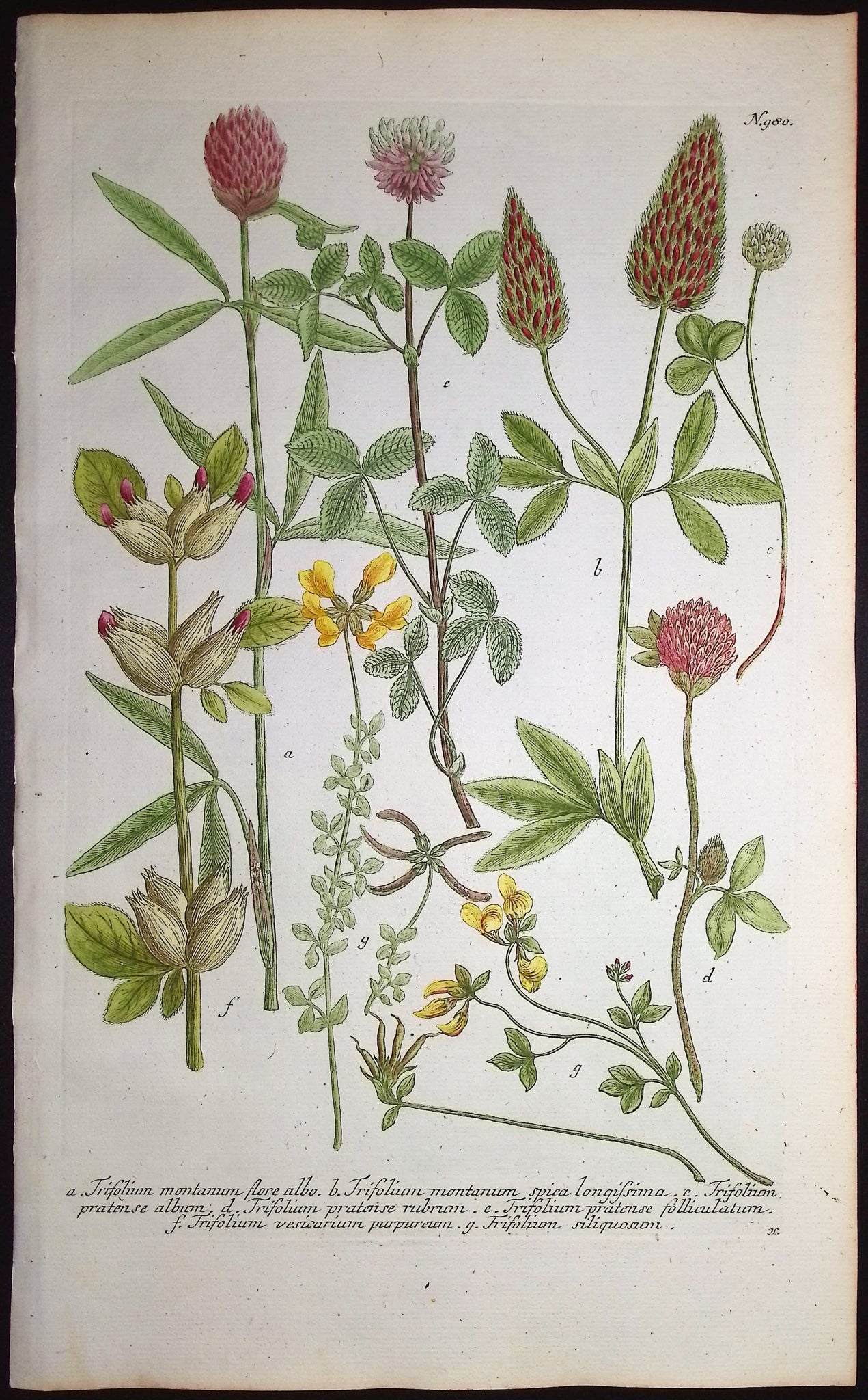 Trifolium