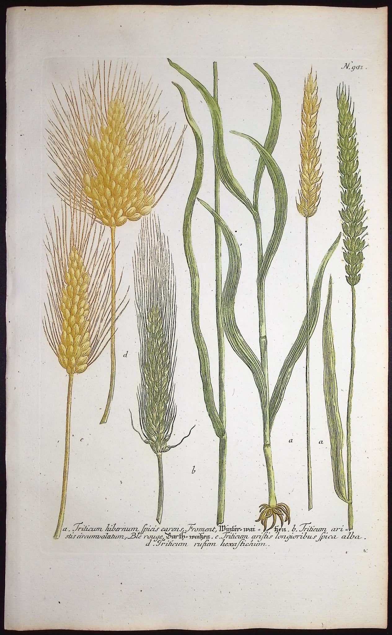 Wheat