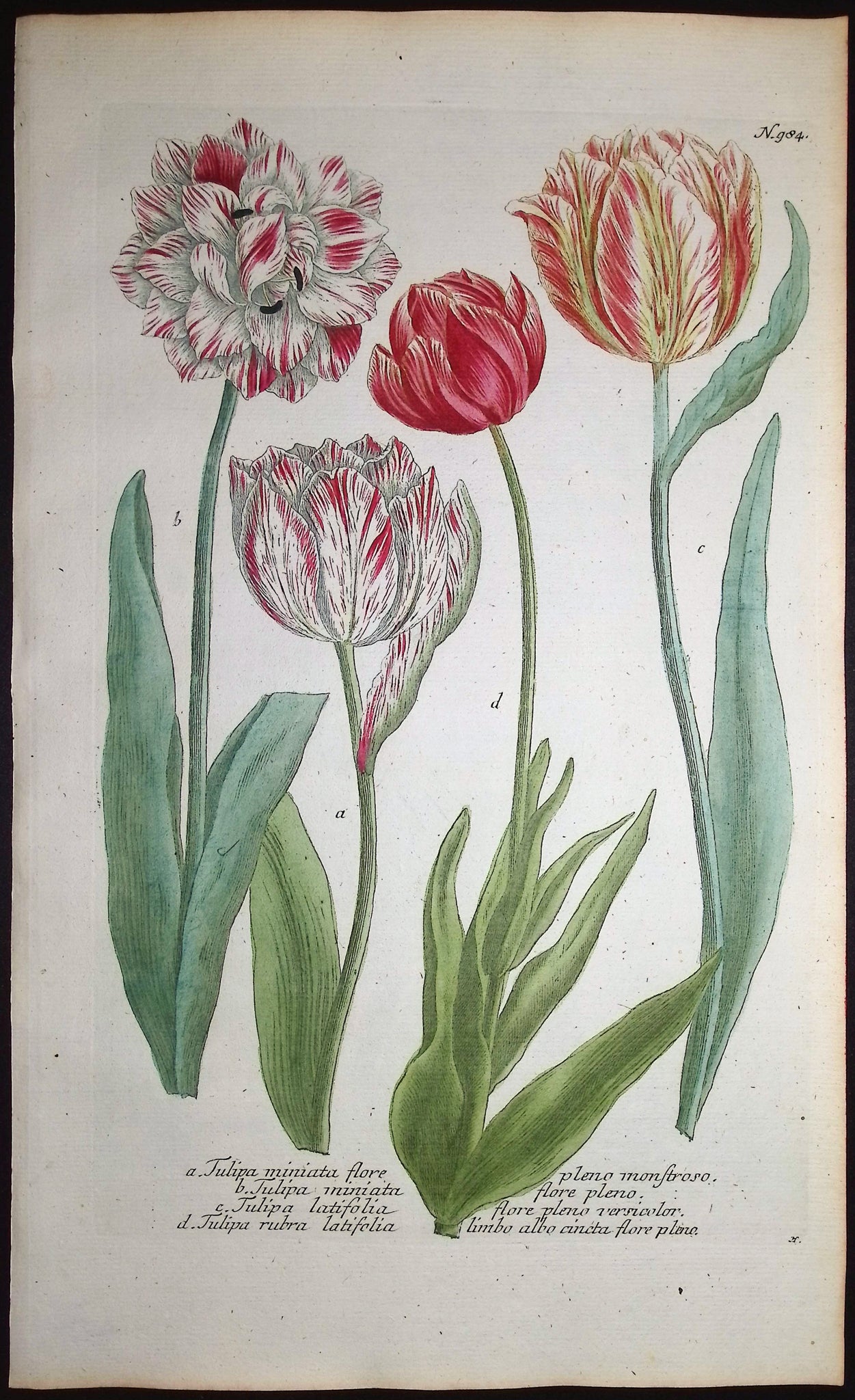 Tulip