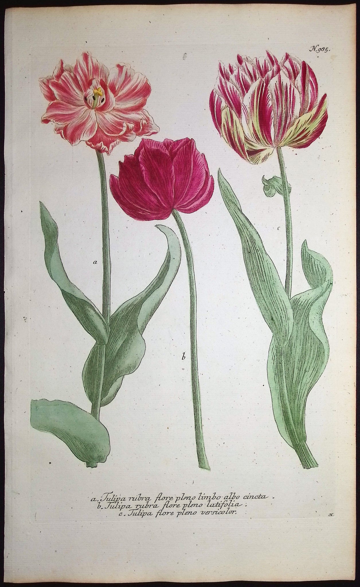Tulip