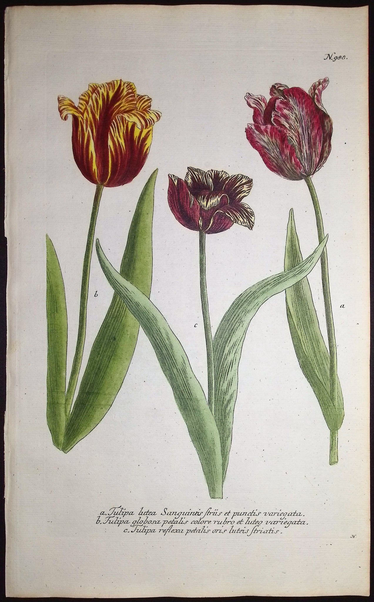 Tulip