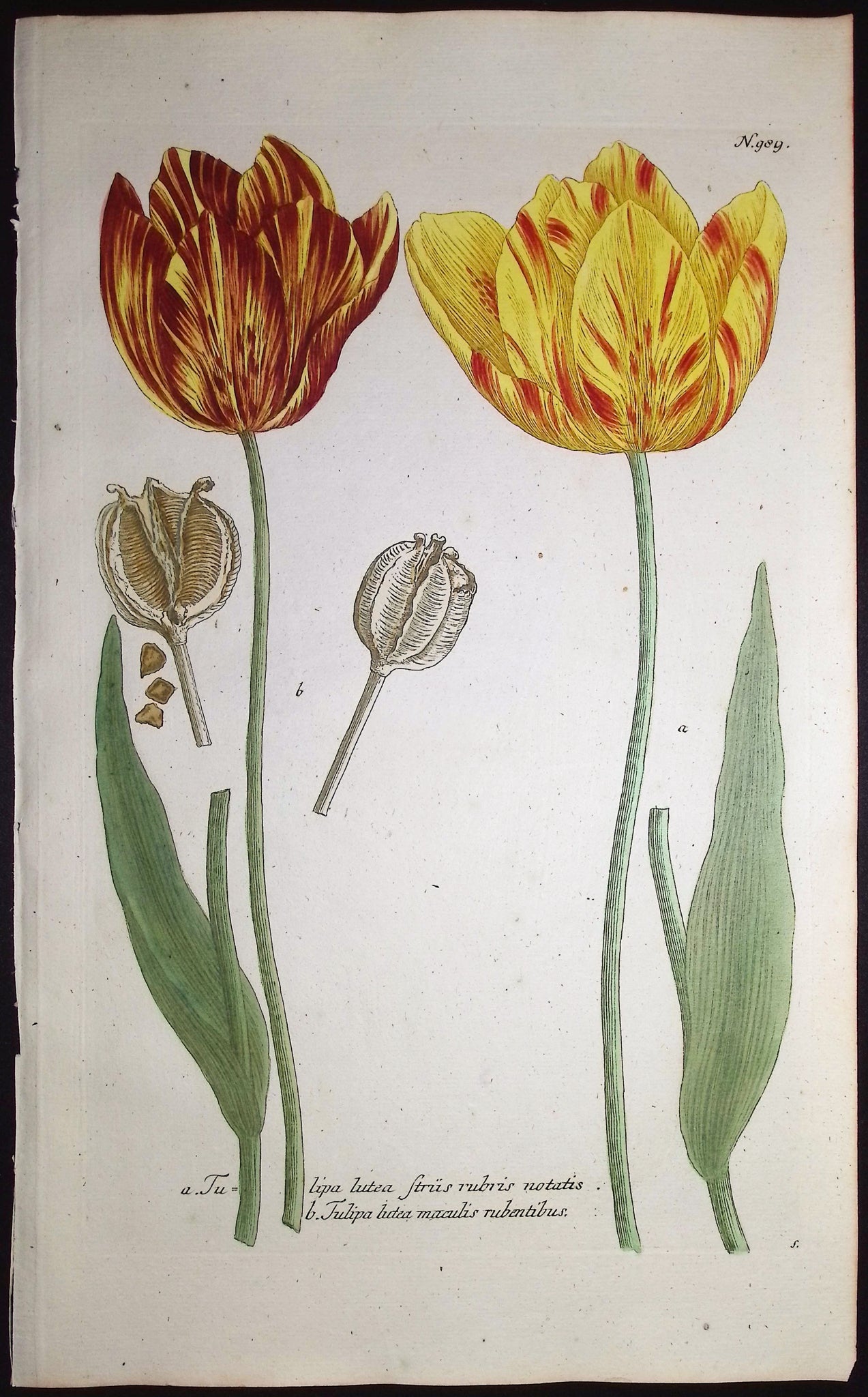 Tulip