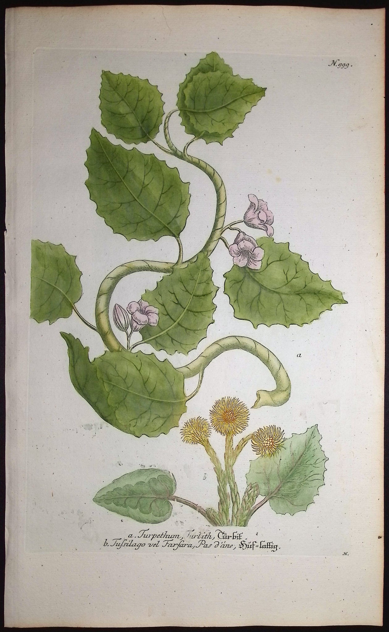 Coltsfoot
