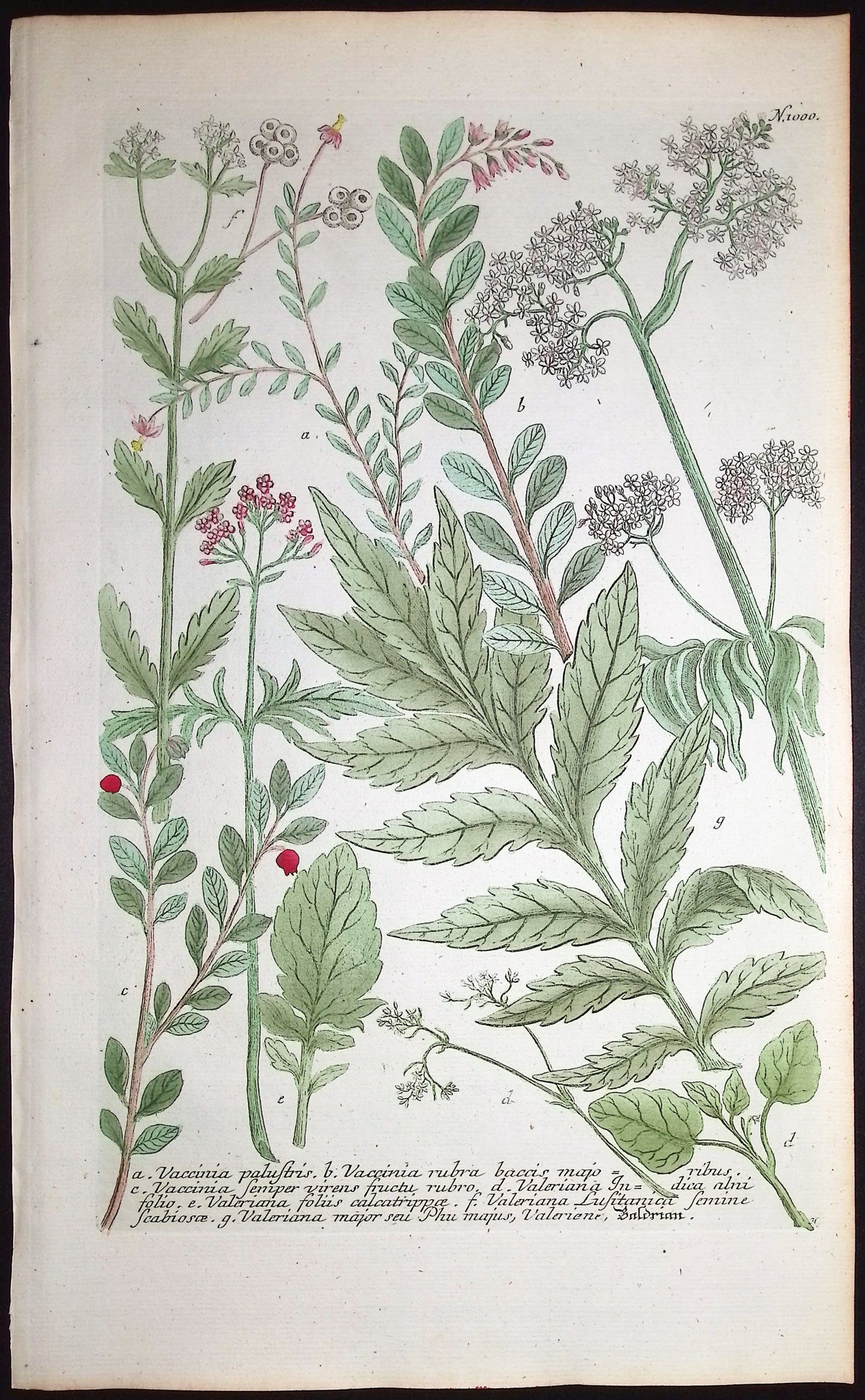 Vaccinia, Valeriana