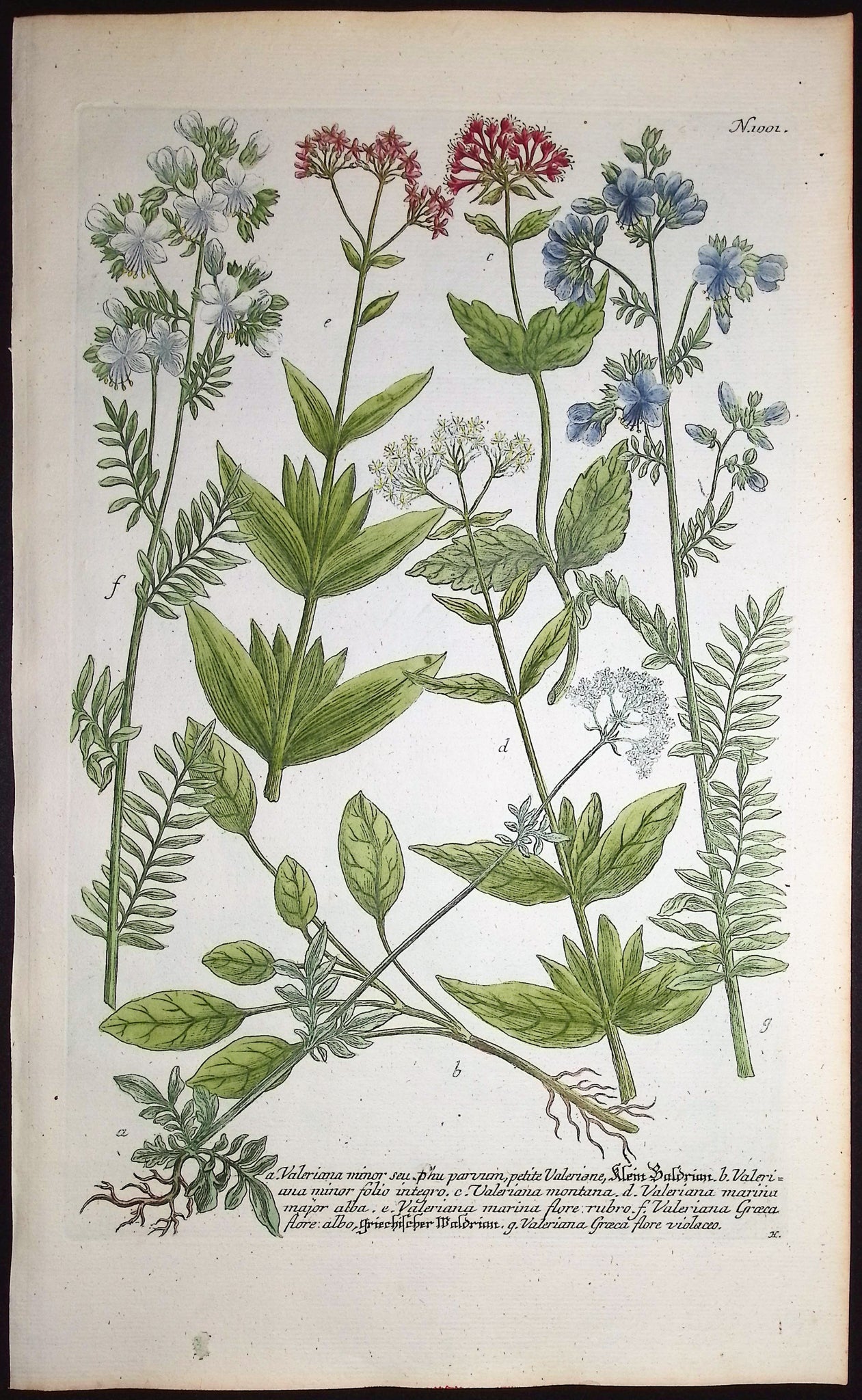 Valeriana