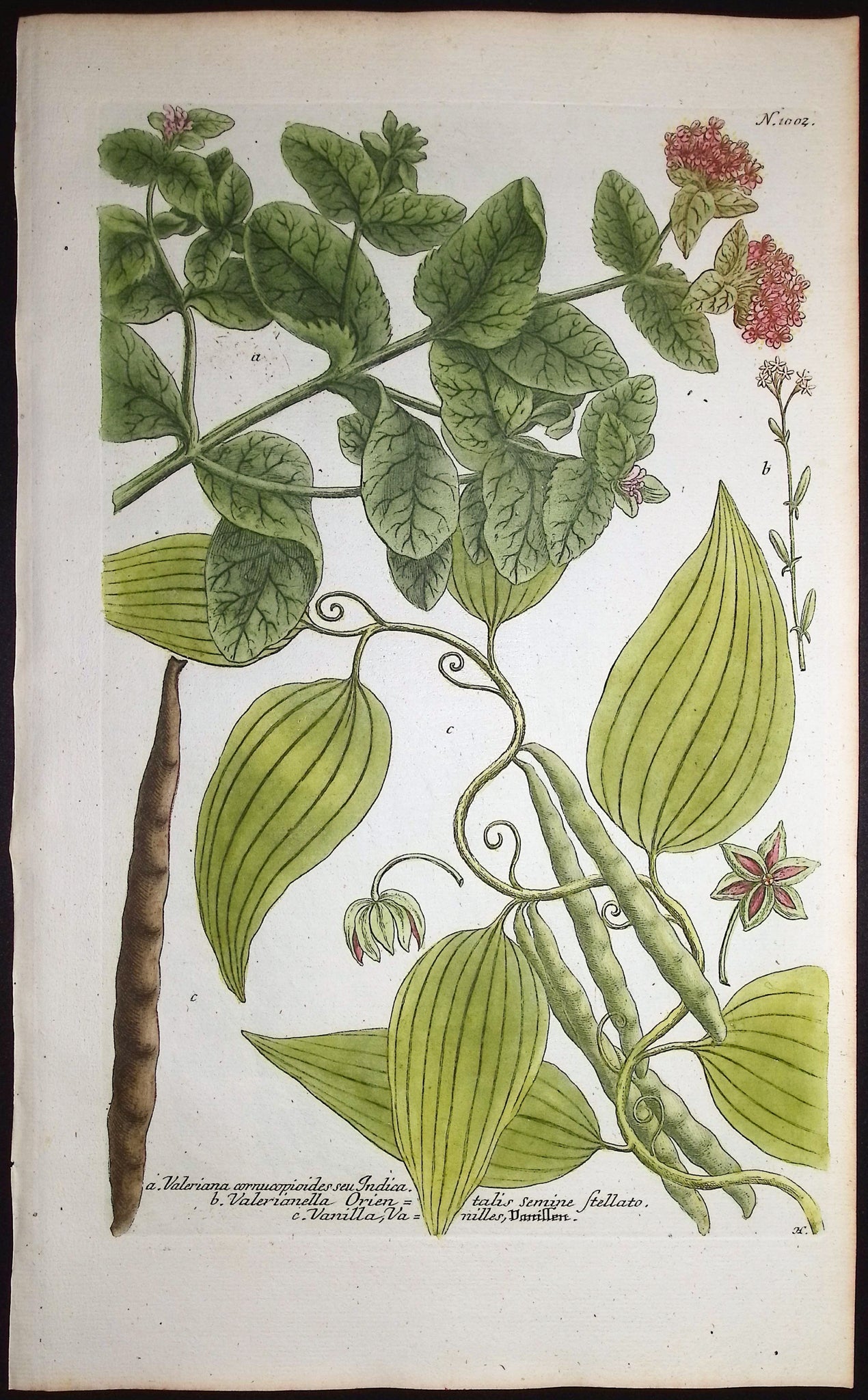 Valeriana, Vanilla