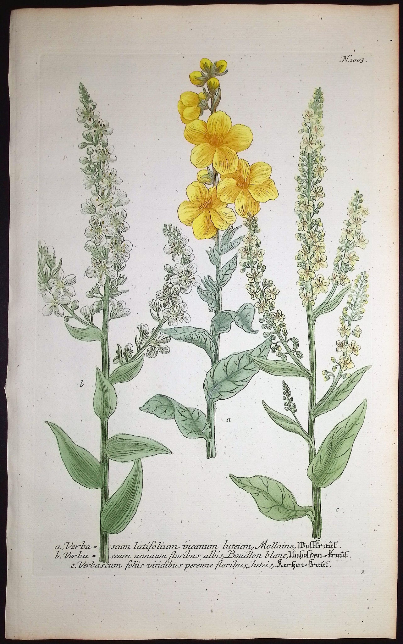 Verbascum