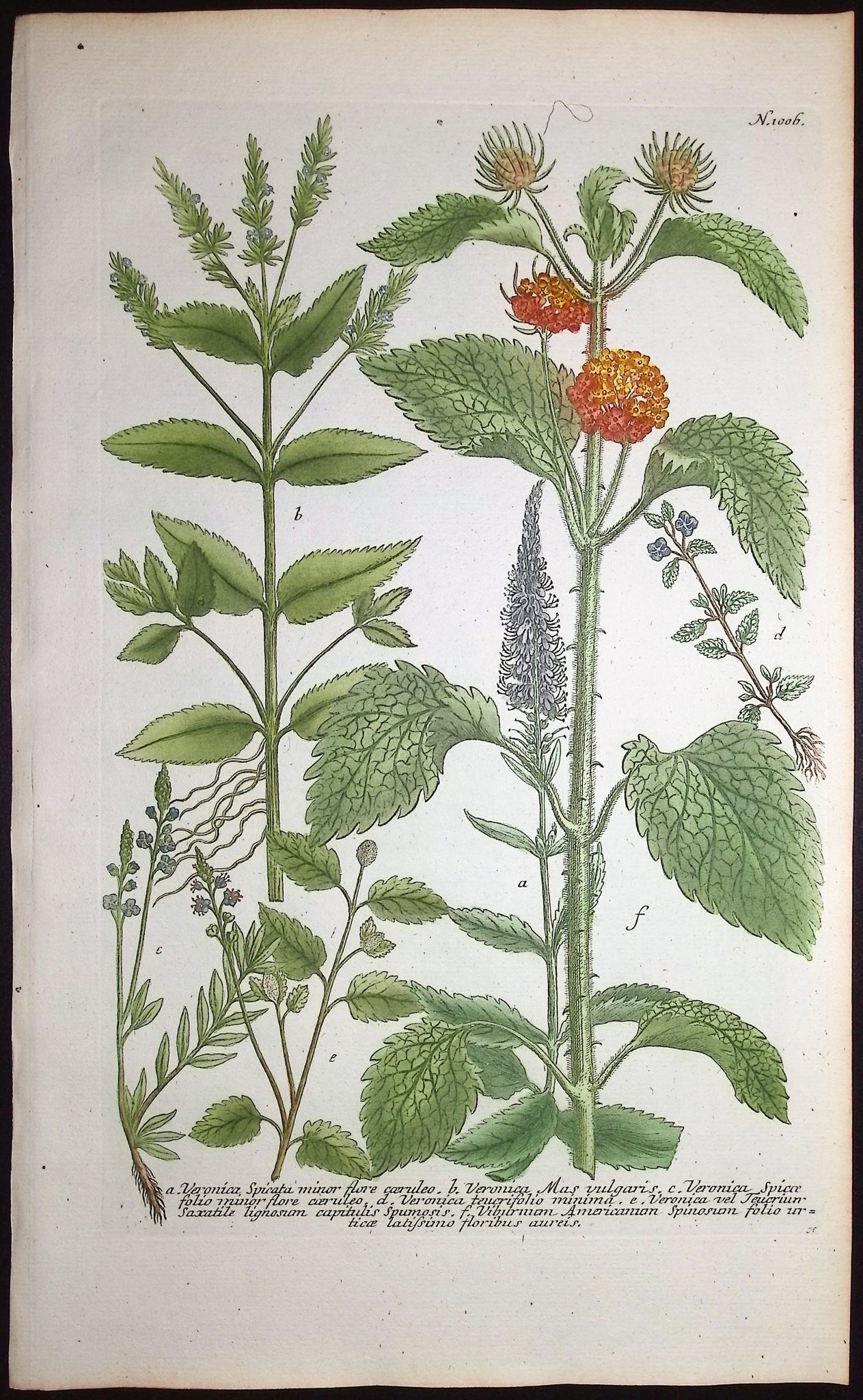 Veronica, Viburnum