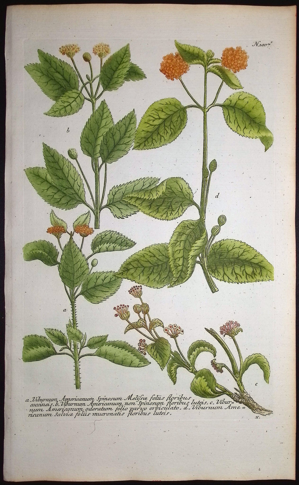 Viburnum