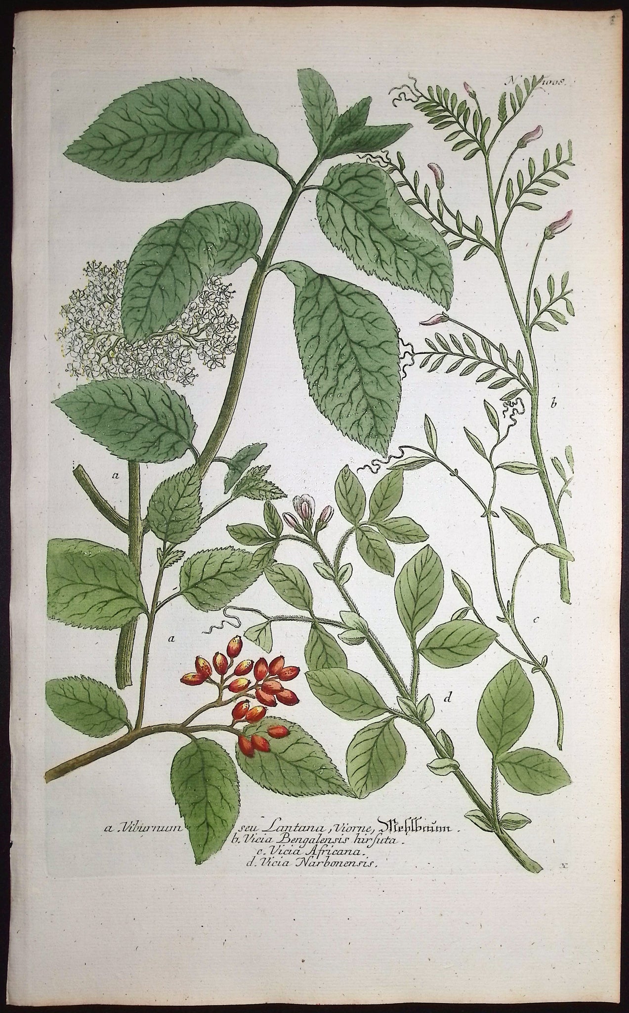 Viburnum, Vicia