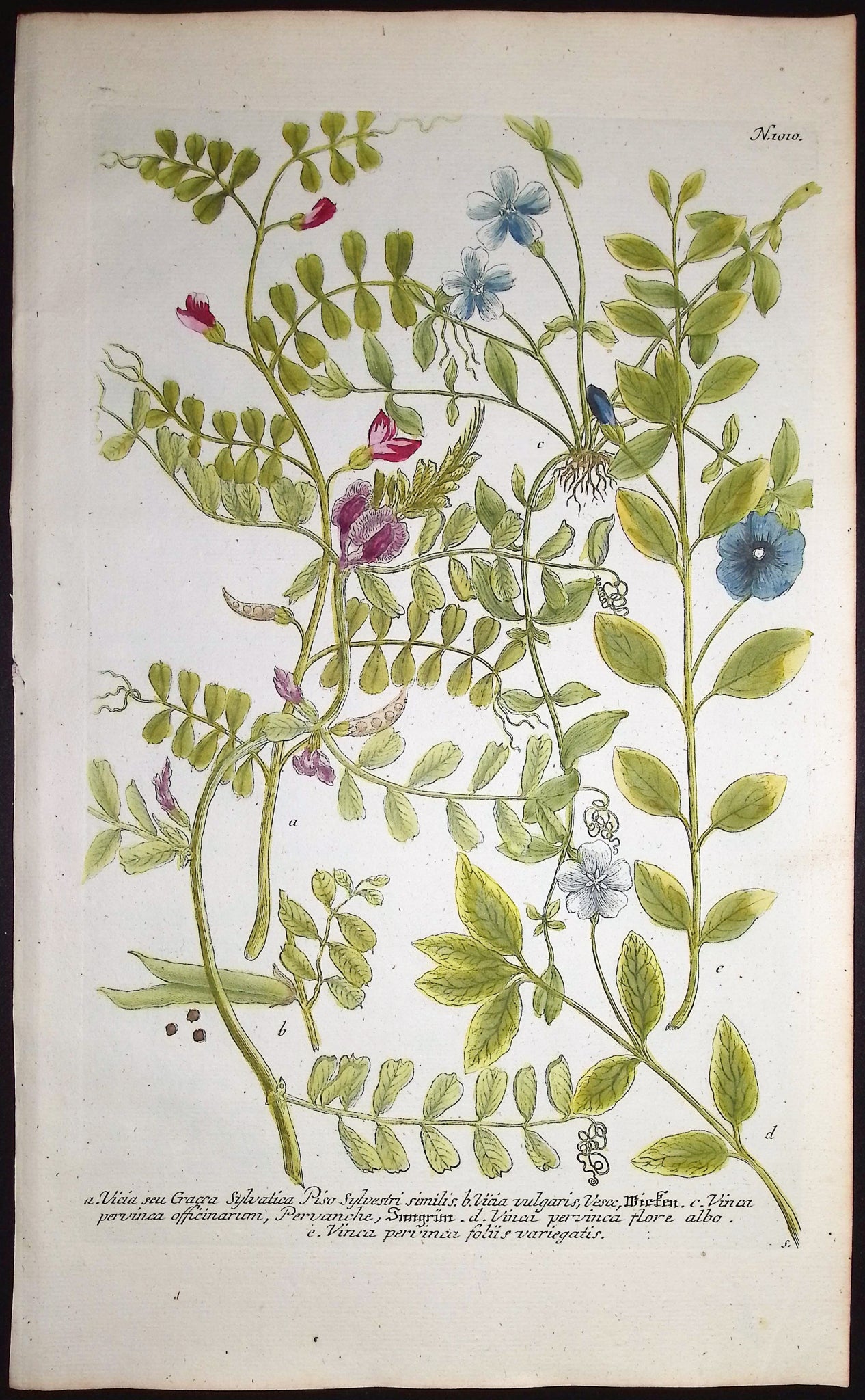 Vicia, Vinca