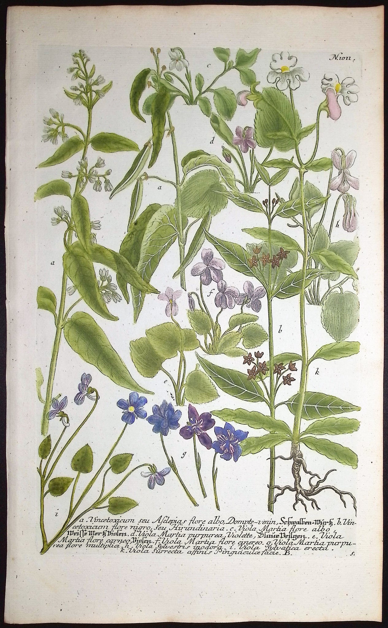 Vincetoxicum, Viola