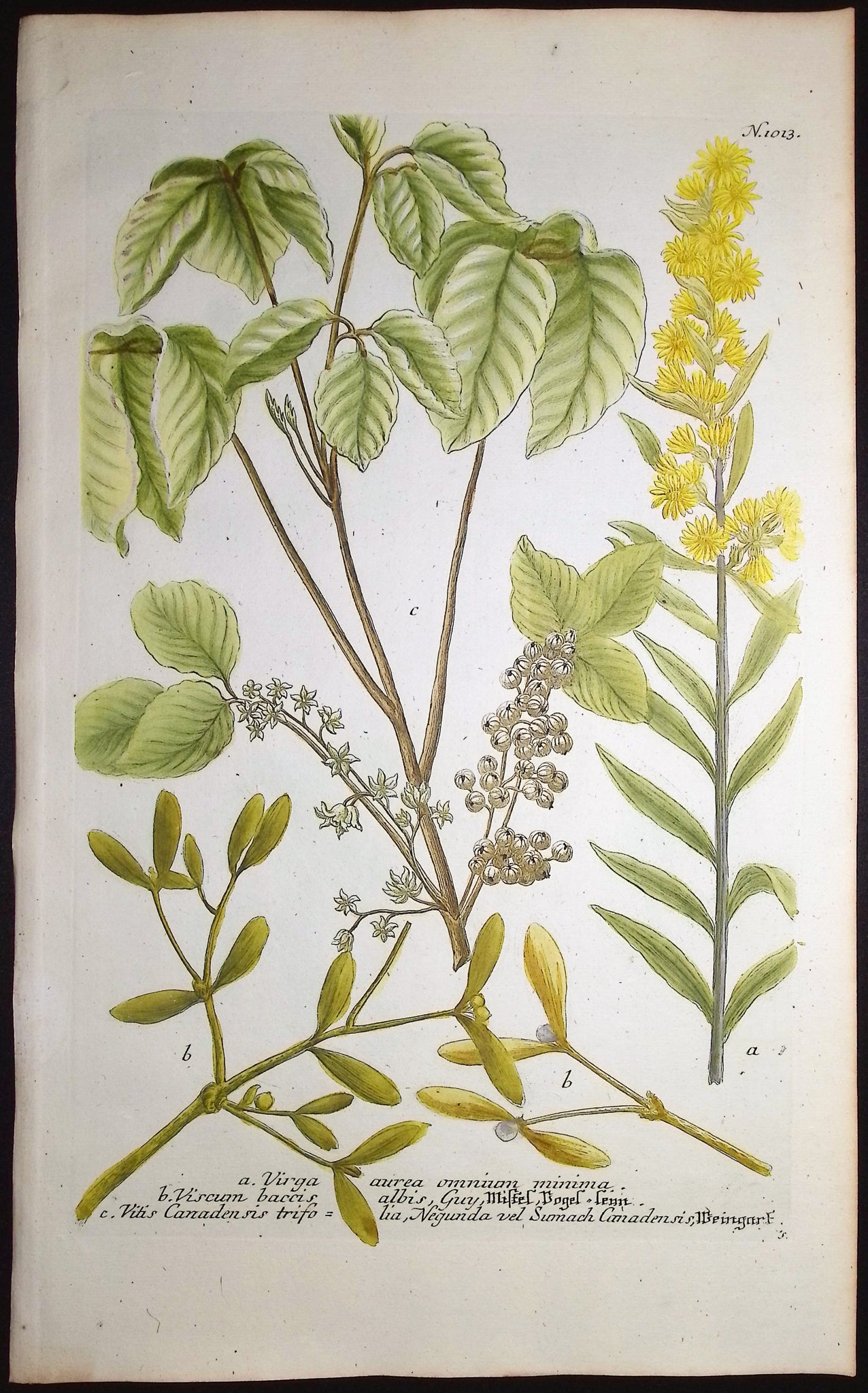 Virga, Viscum, Vitis