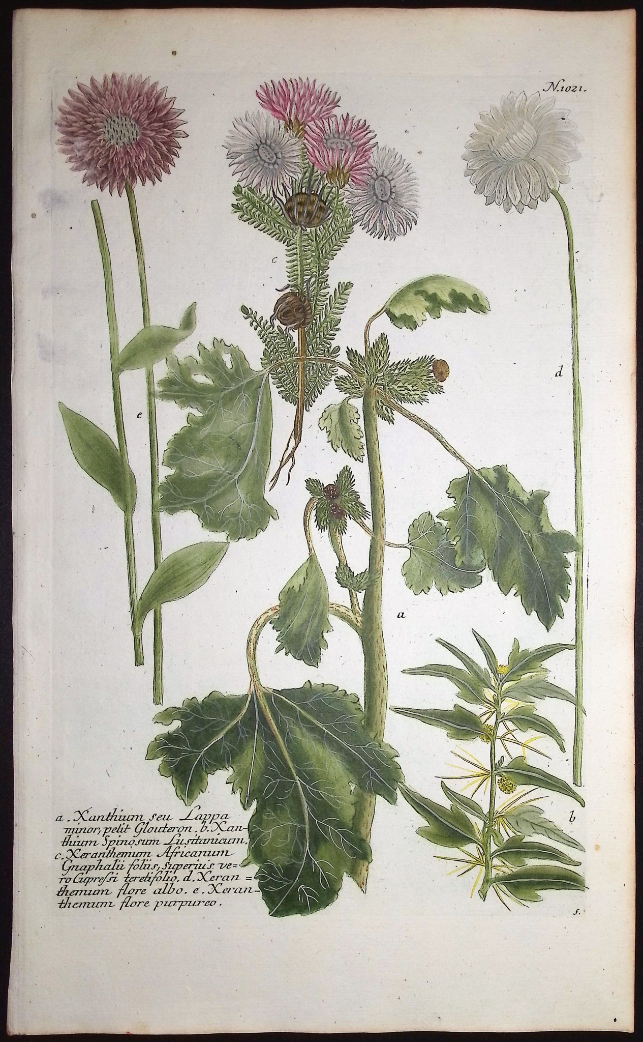 Xanthium, Xeranthemum