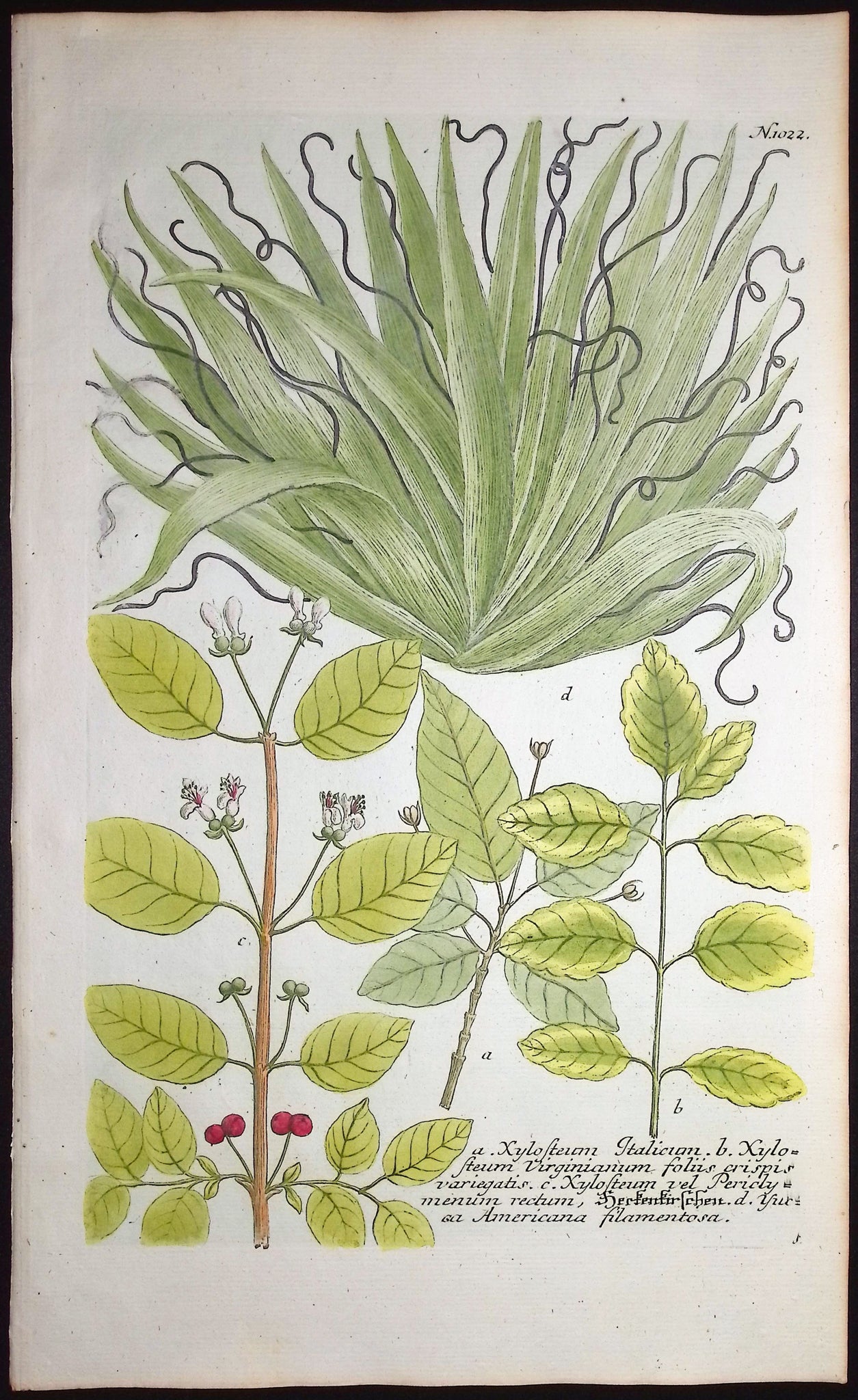 Xylosteum