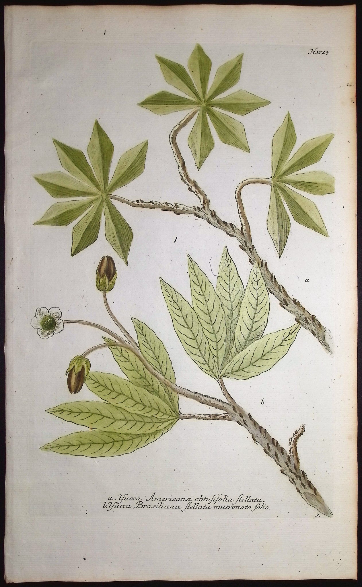 Yucca
