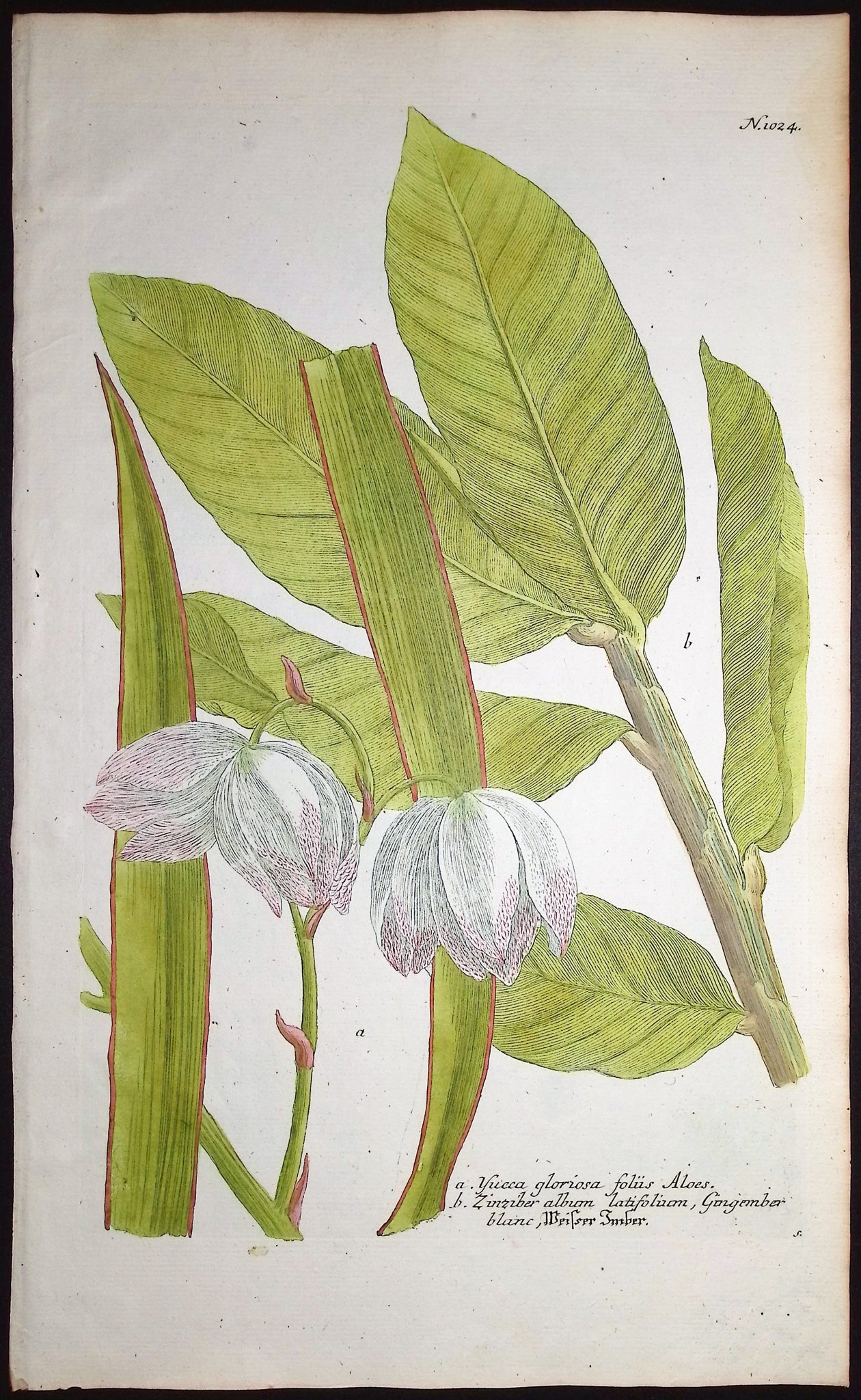 Yucca