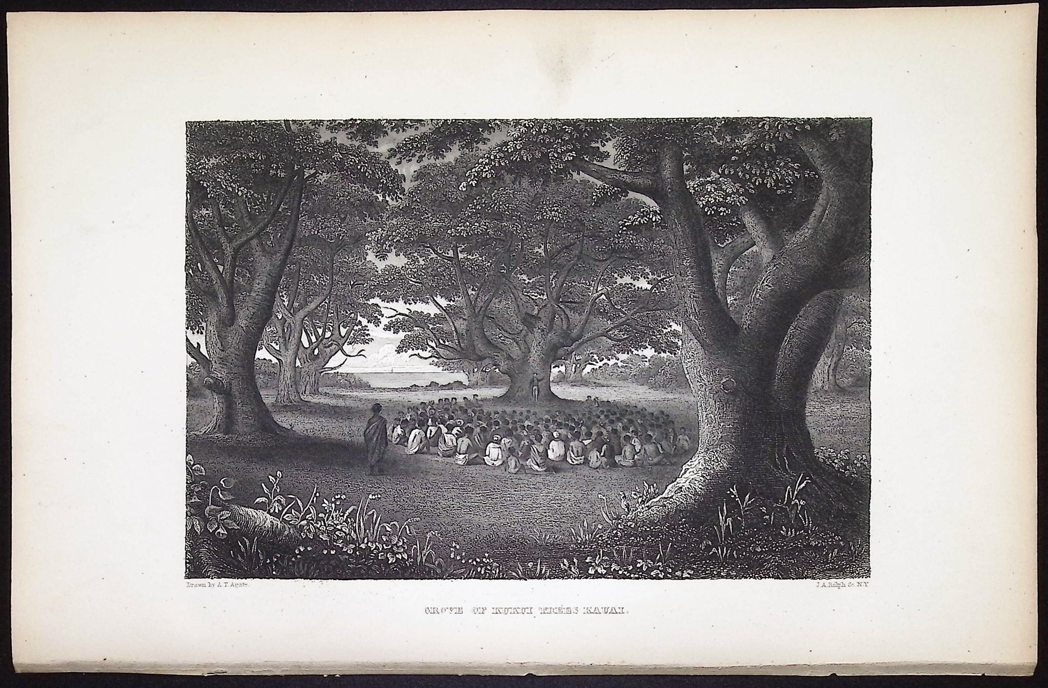 Grove of Kukui Trees Kavai (Kauai, Hawaii)