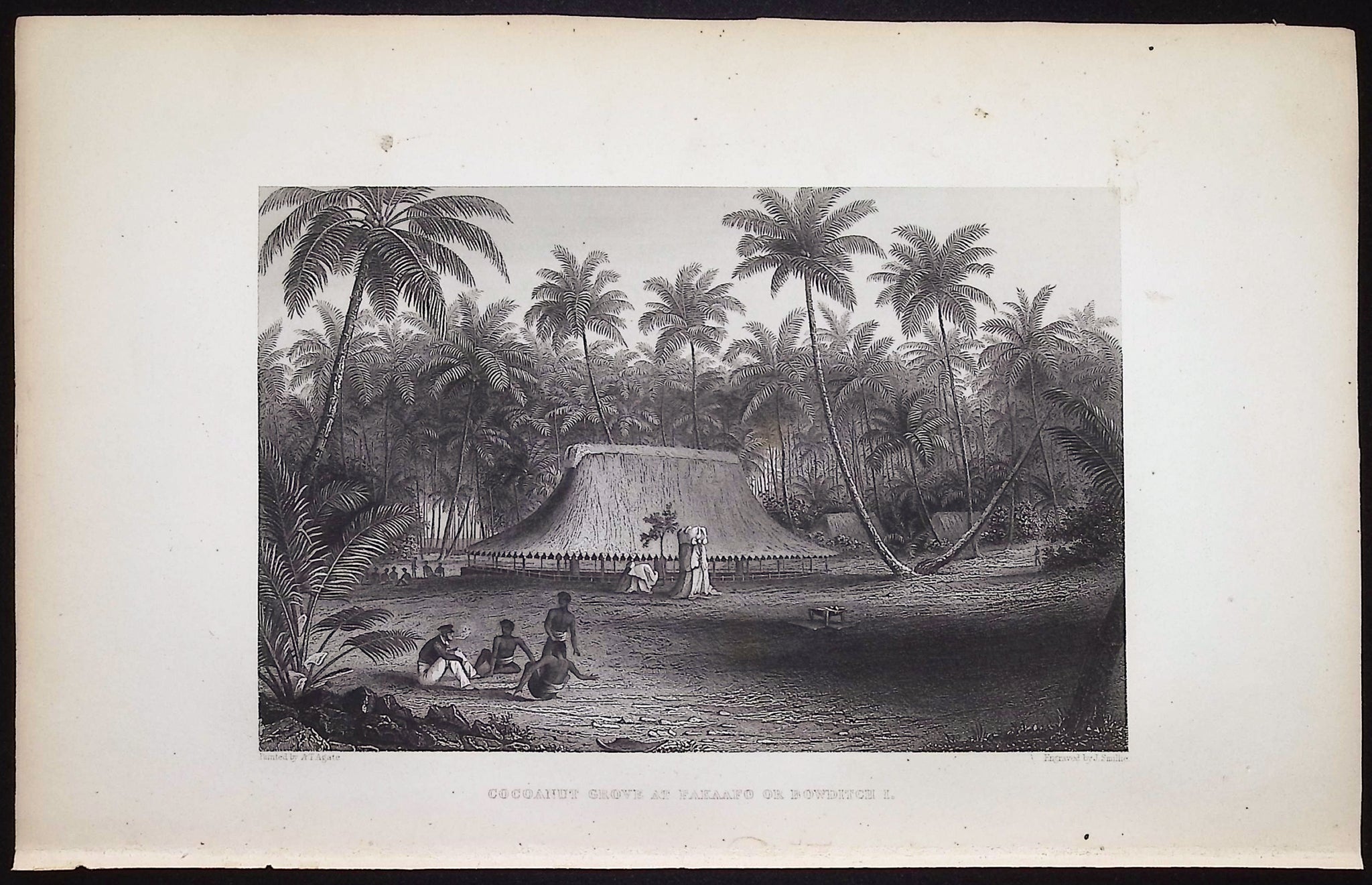 Cocoanut Grove at Fakaafo or Bowditch I (New Zealand)