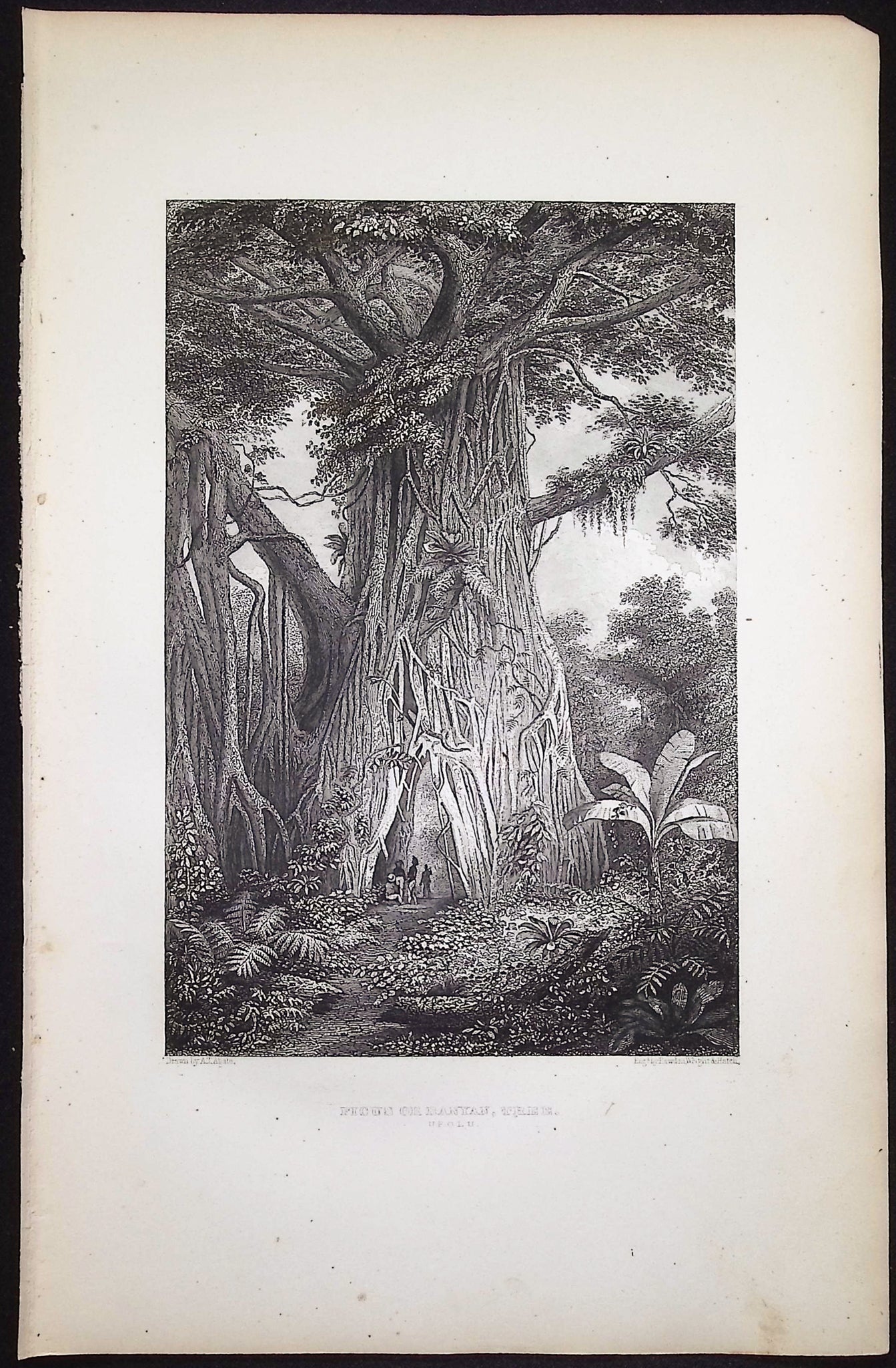 Picus or Bantan Tree, Upolu (Samoa)