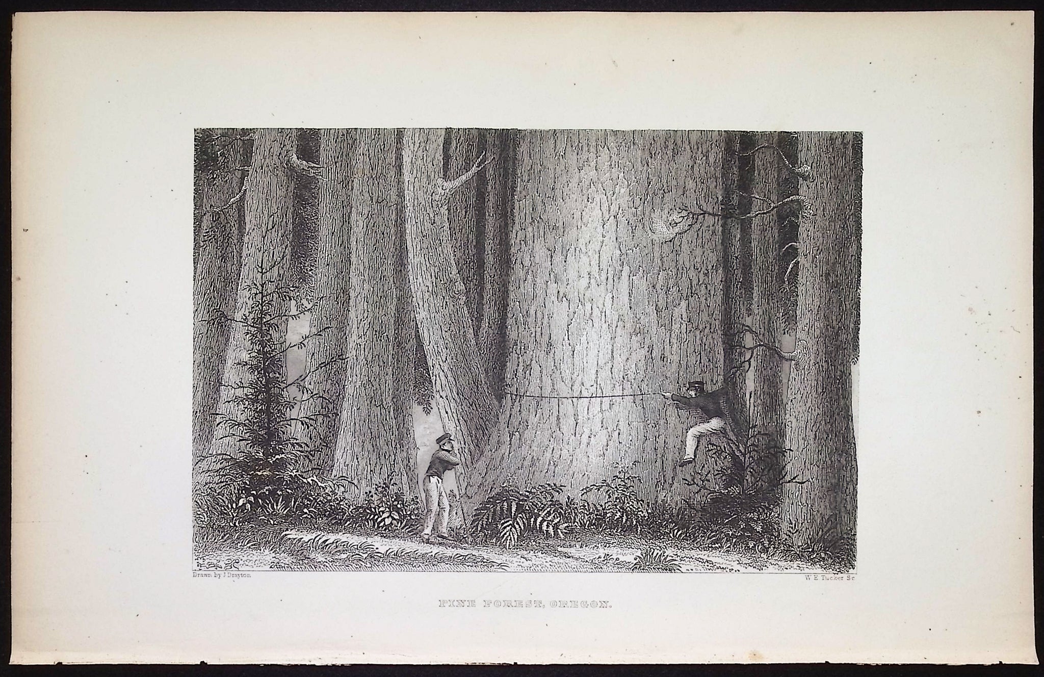 Pine Forest, Oregon