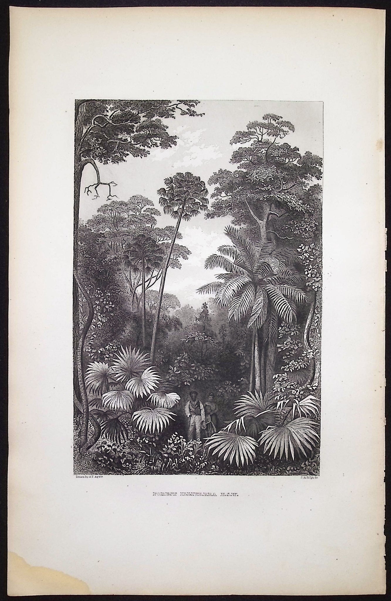 Forest Illiwarra, New South Wales (Australia or New Holland)