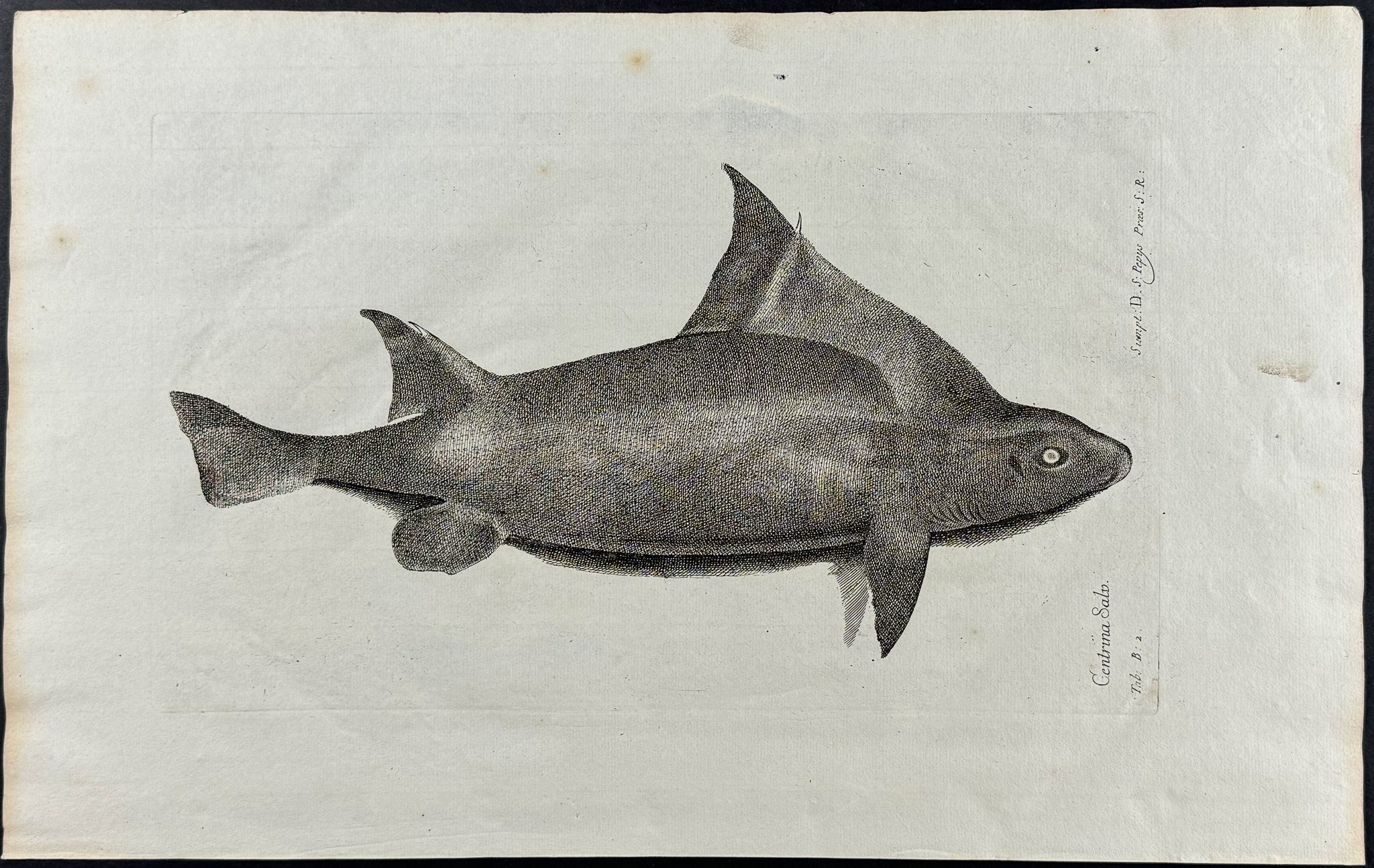 Fish or Sea Life