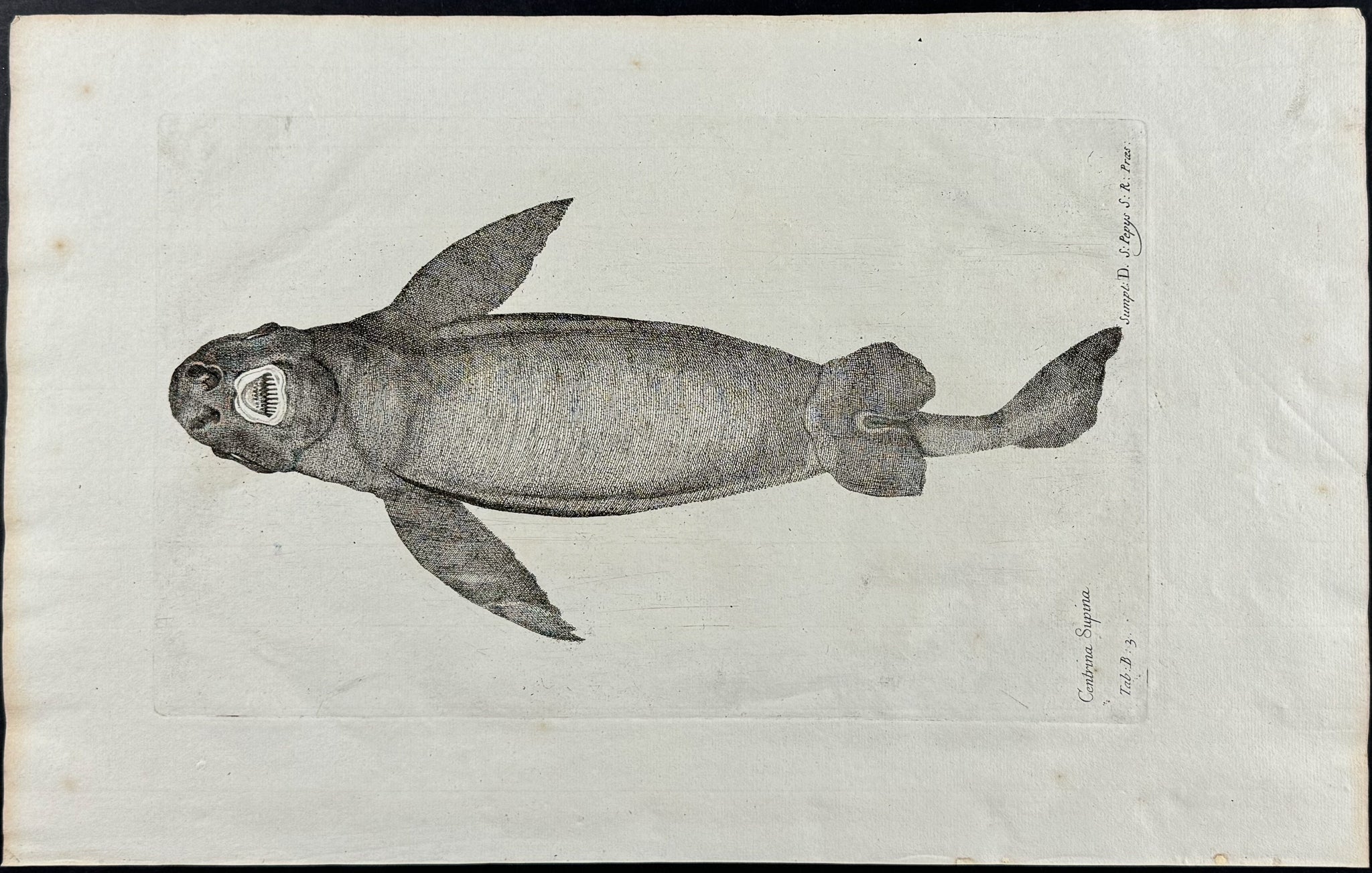 Fish or Sea Life