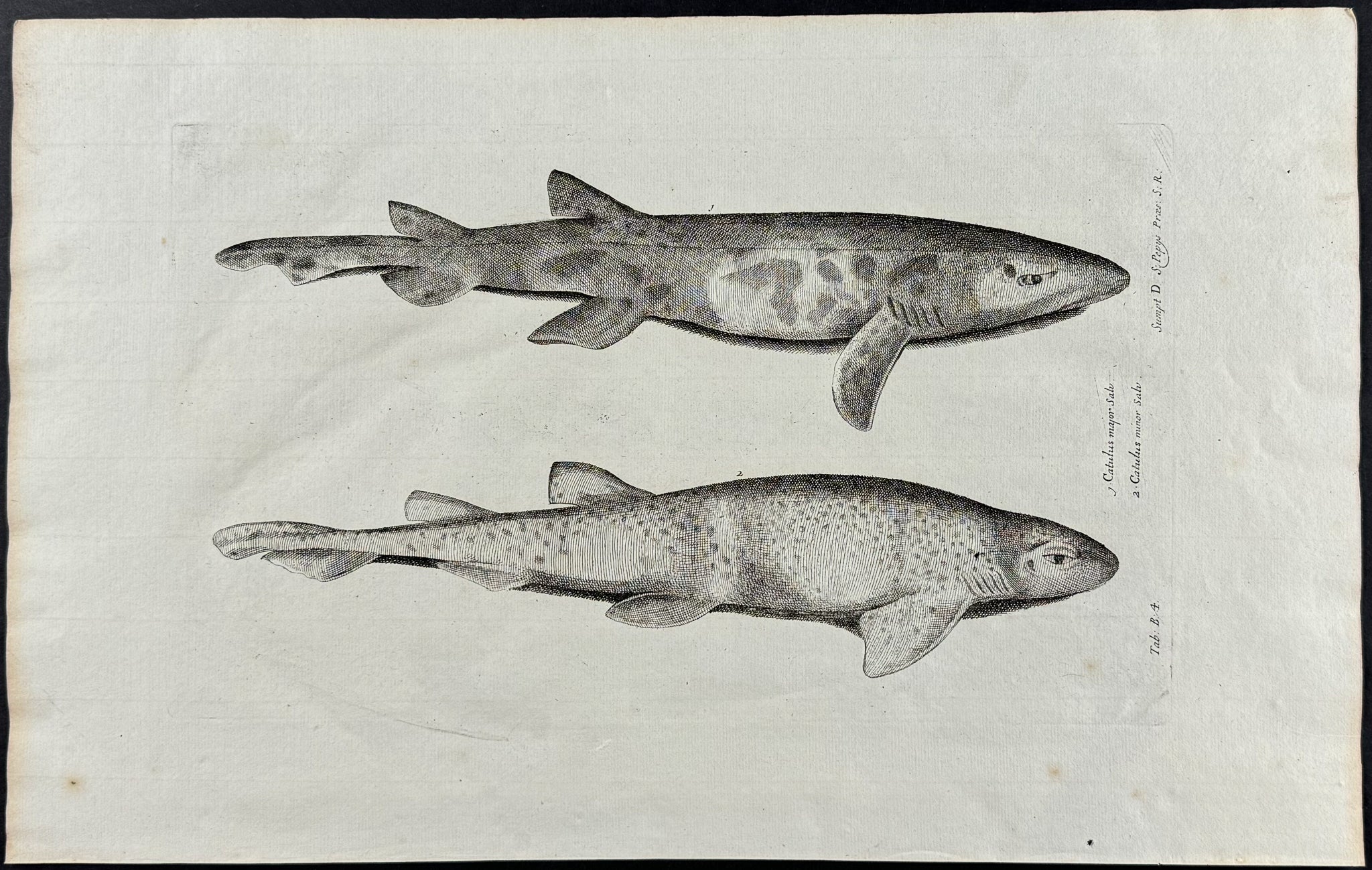 Shark