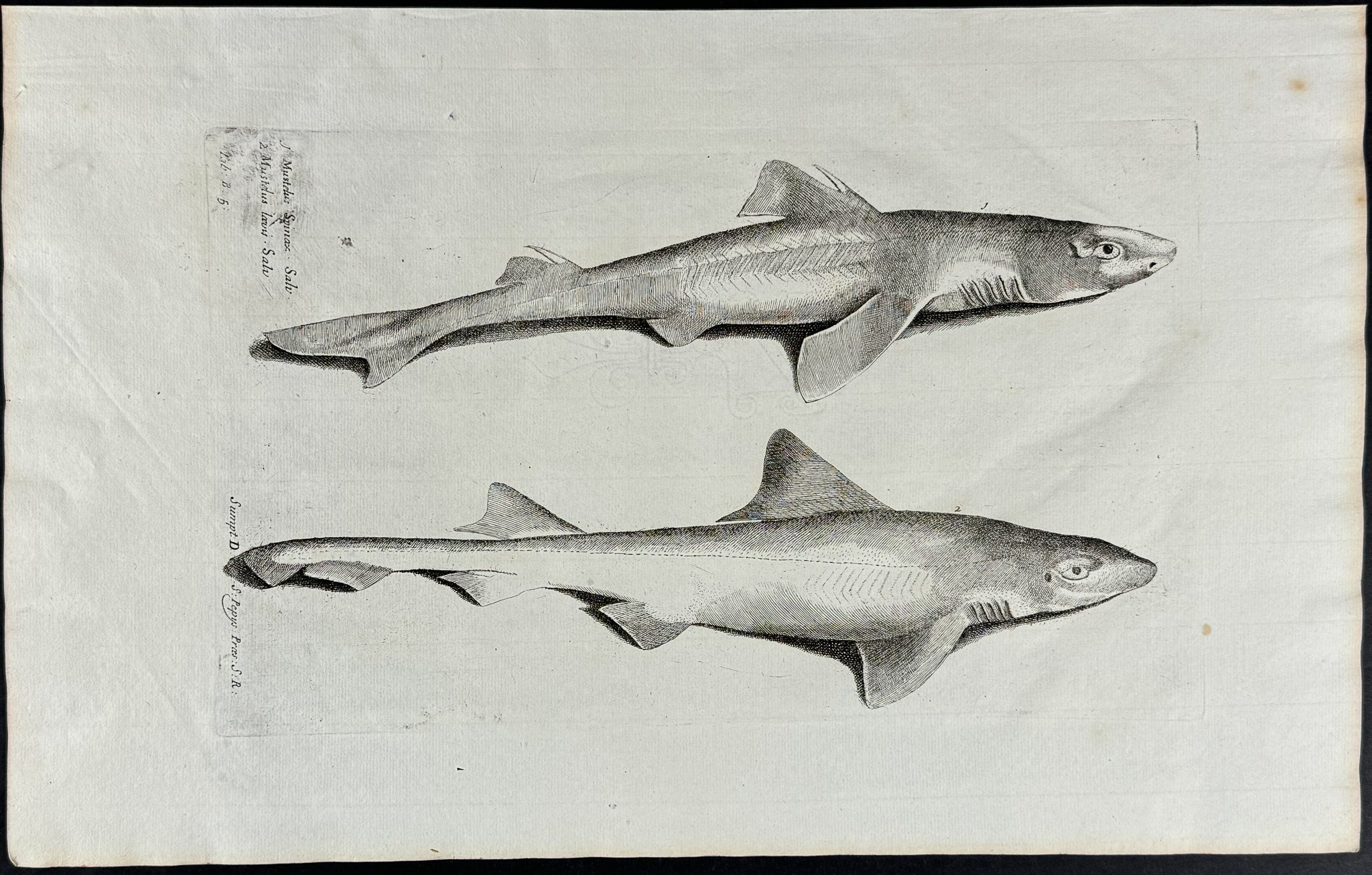 Shark