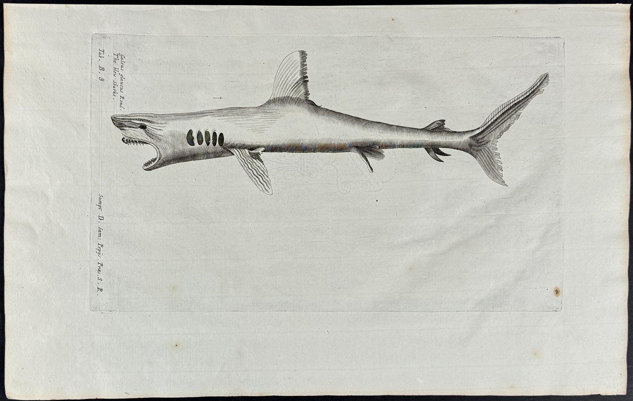 Shark