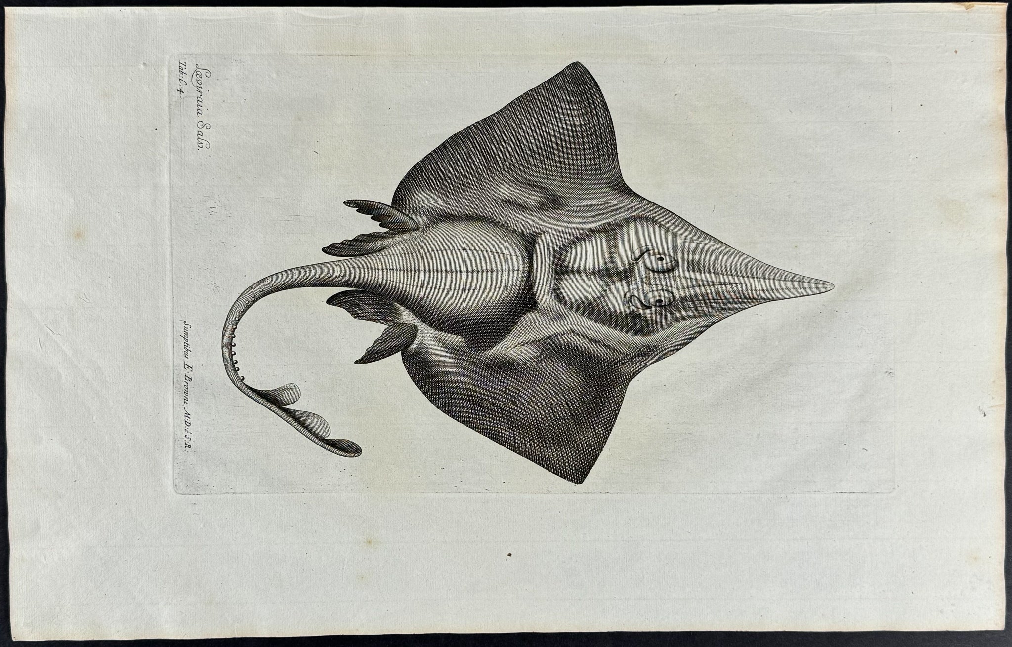 Ray