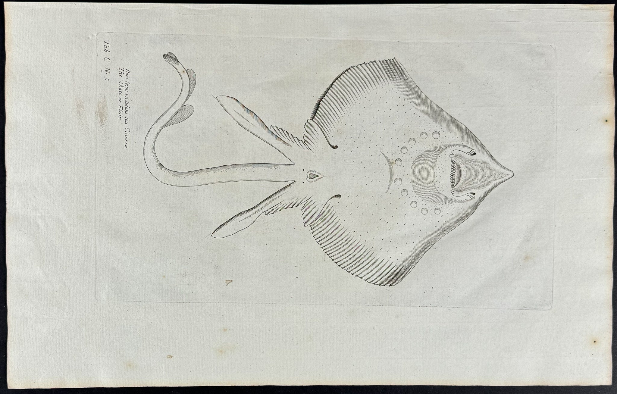 Ray