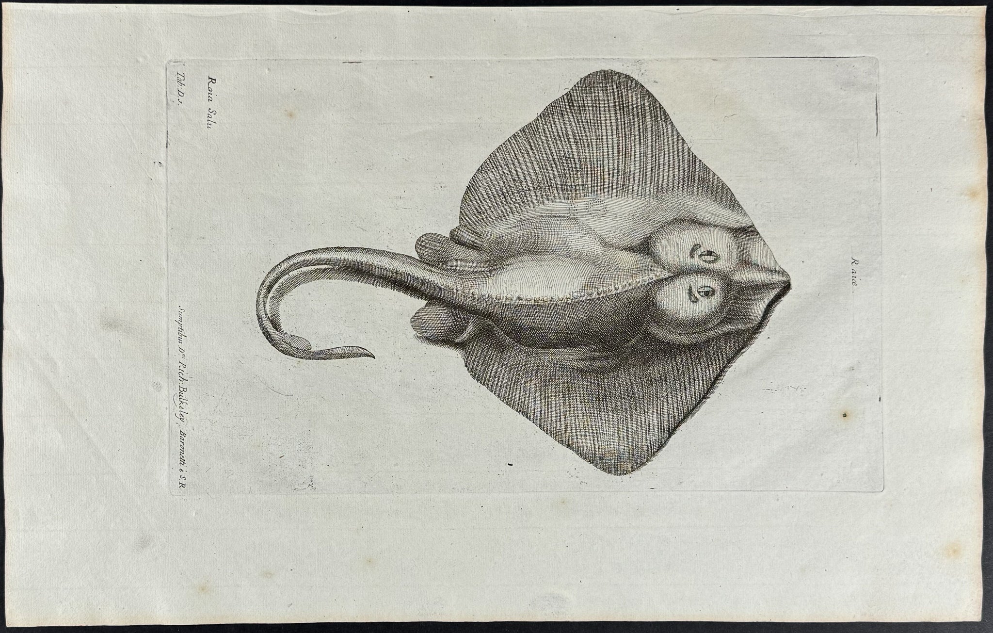 Ray