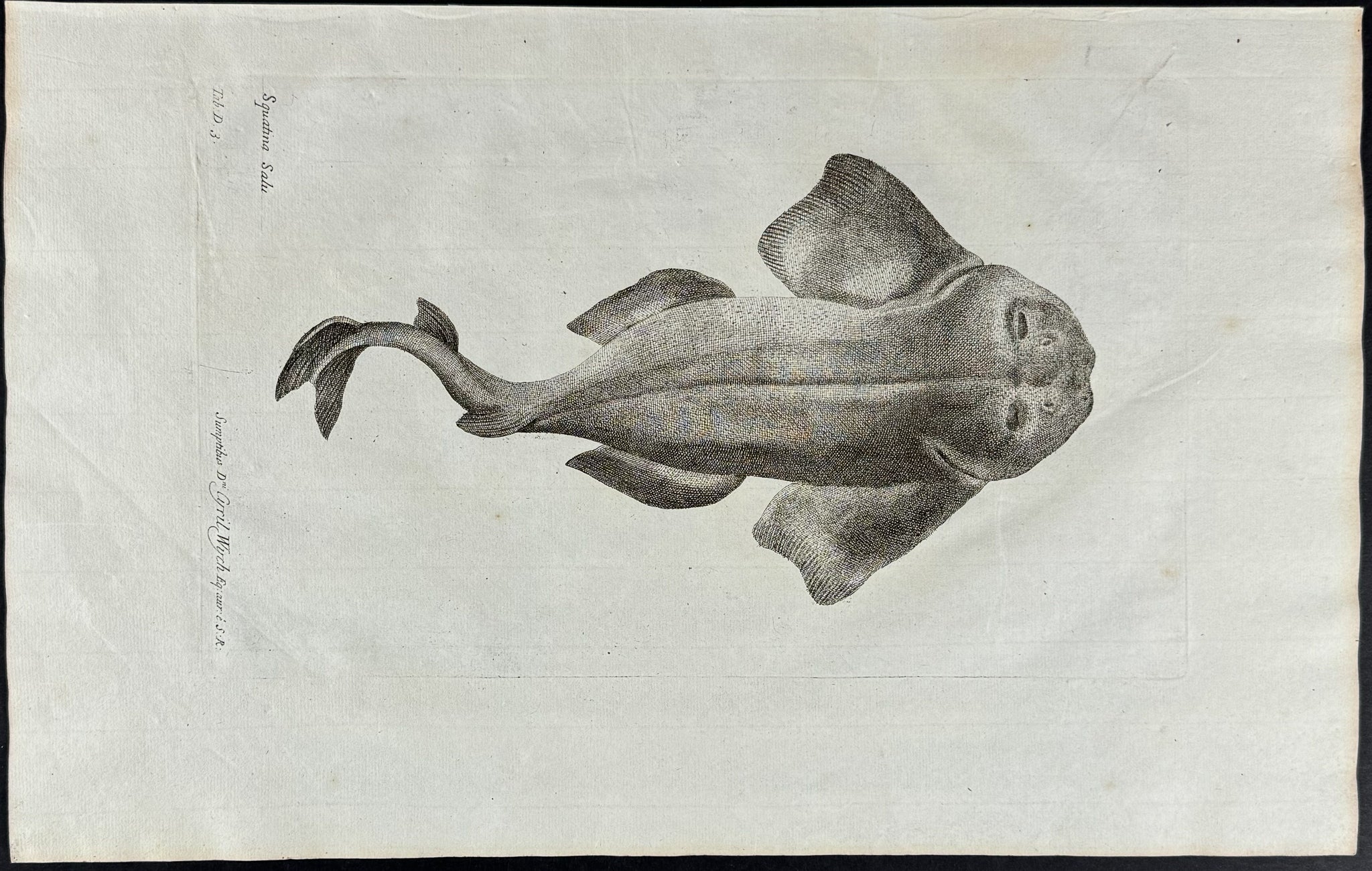 Fish or Sea Life