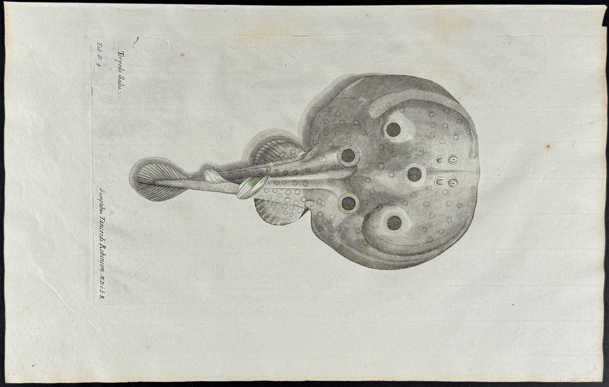 Torpedo Ray