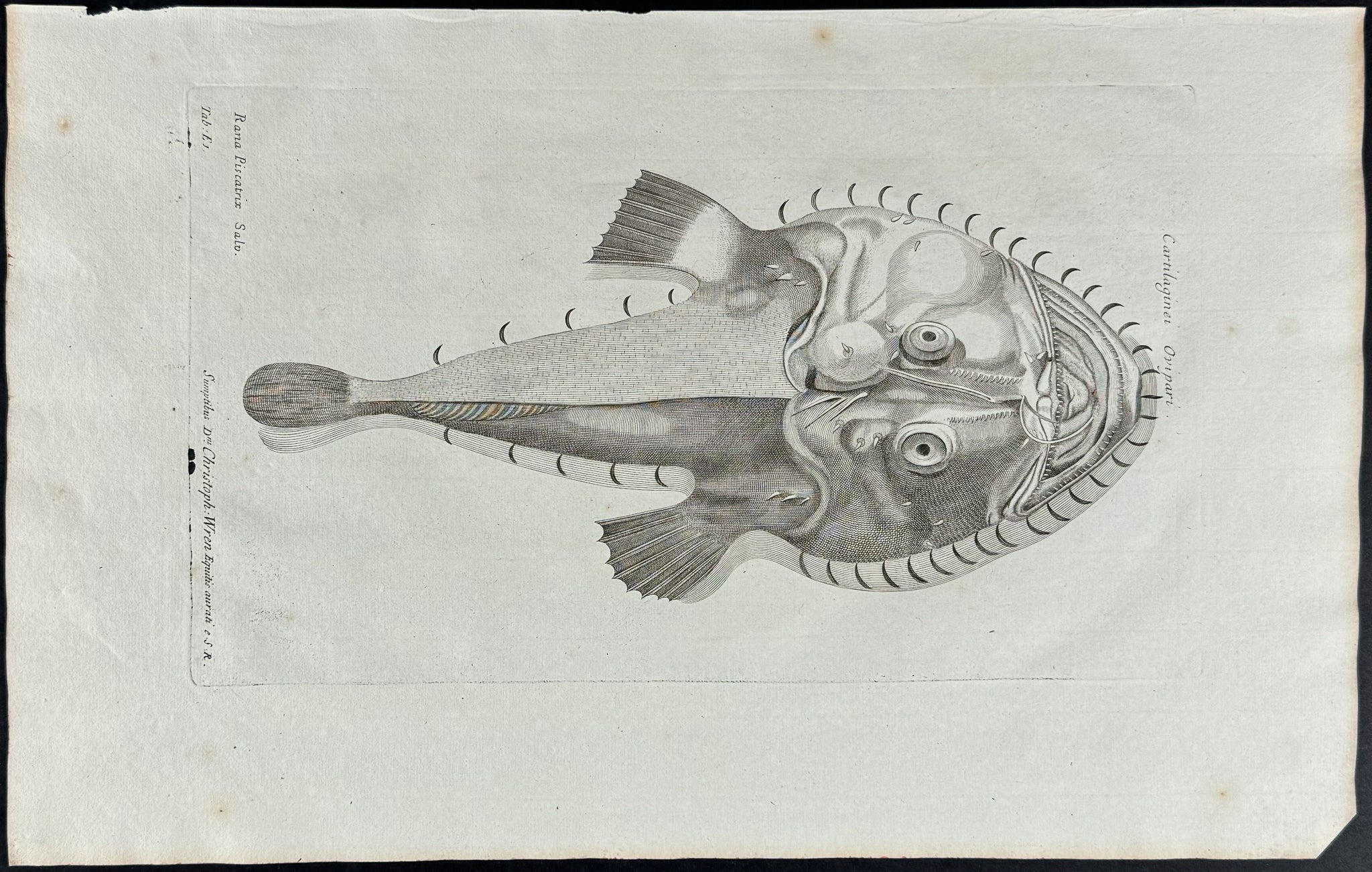 Sea Devil