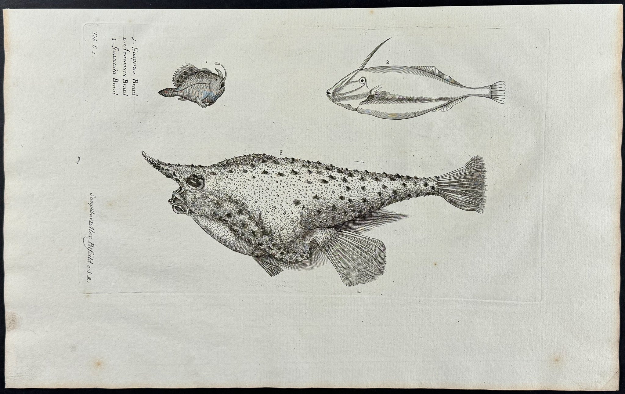 Fish or Sea Life