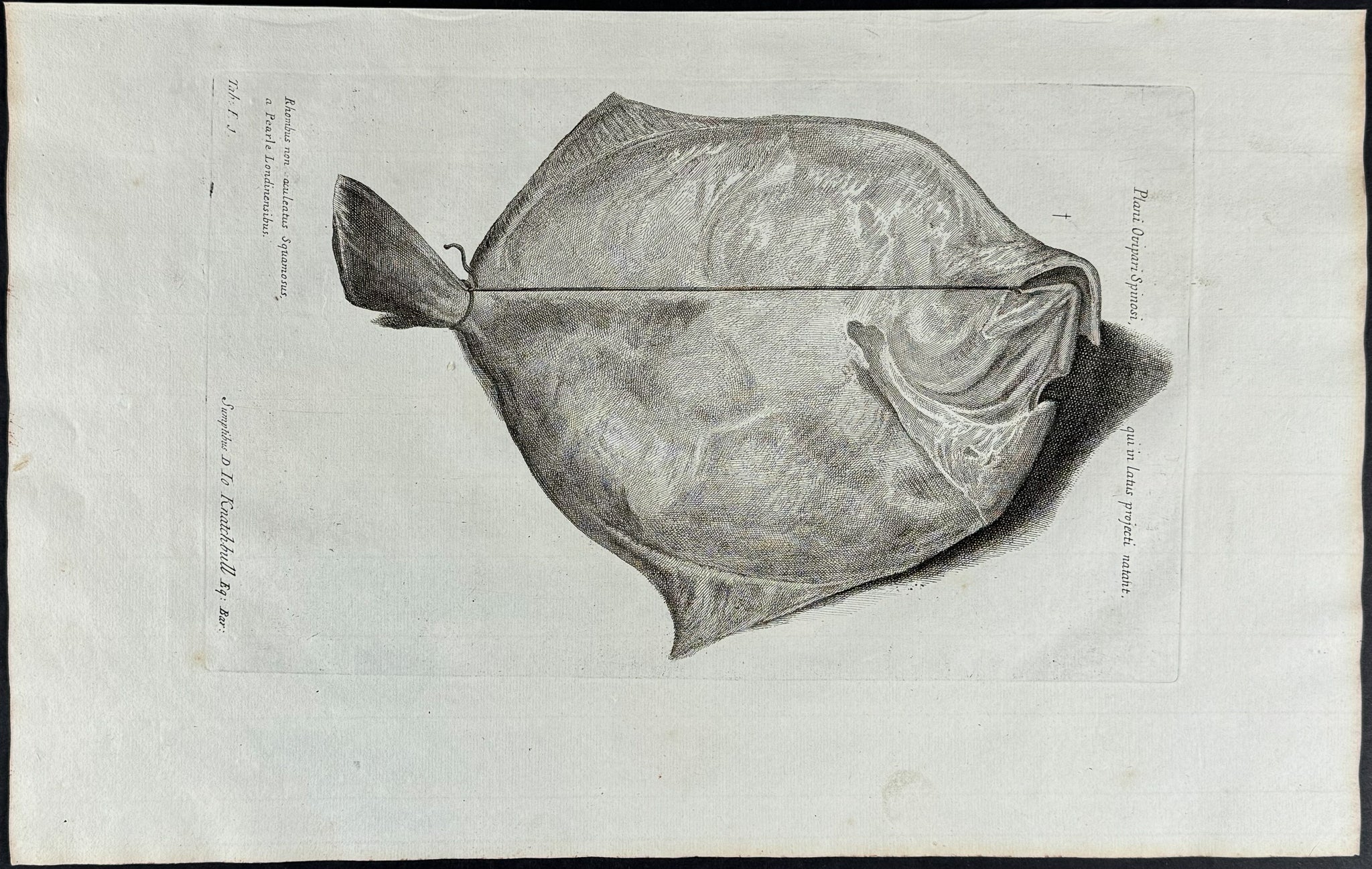 Fish or Sea Life
