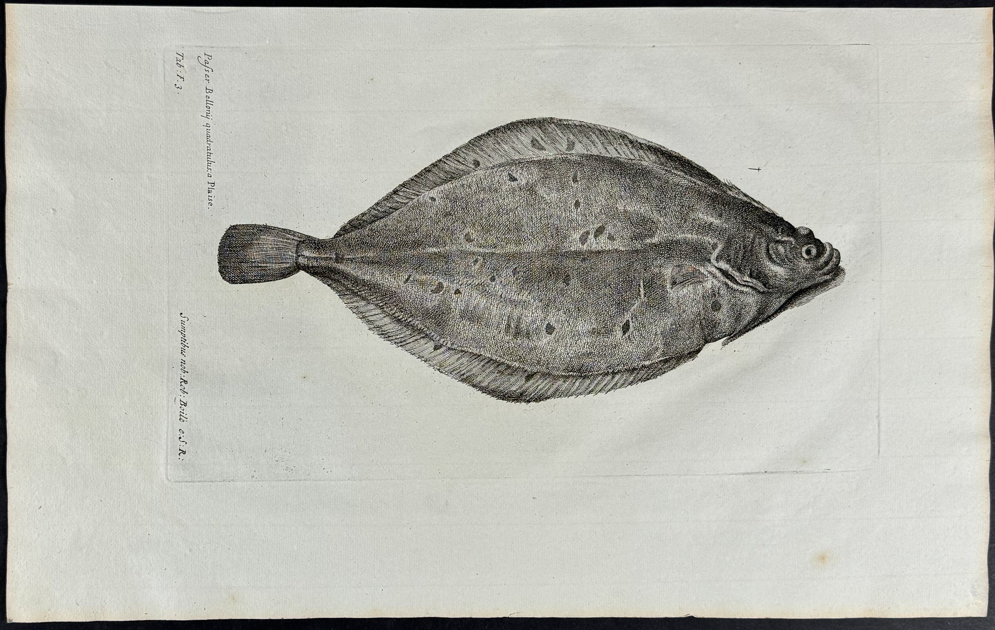 Flounder