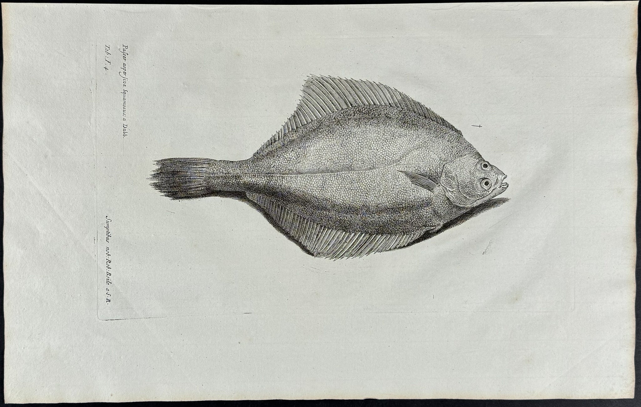 Flounder