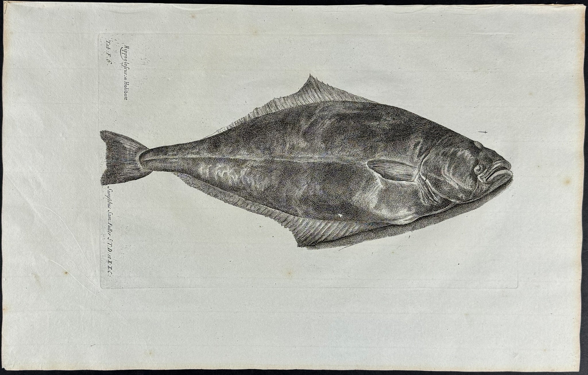 Fish or Sea Life
