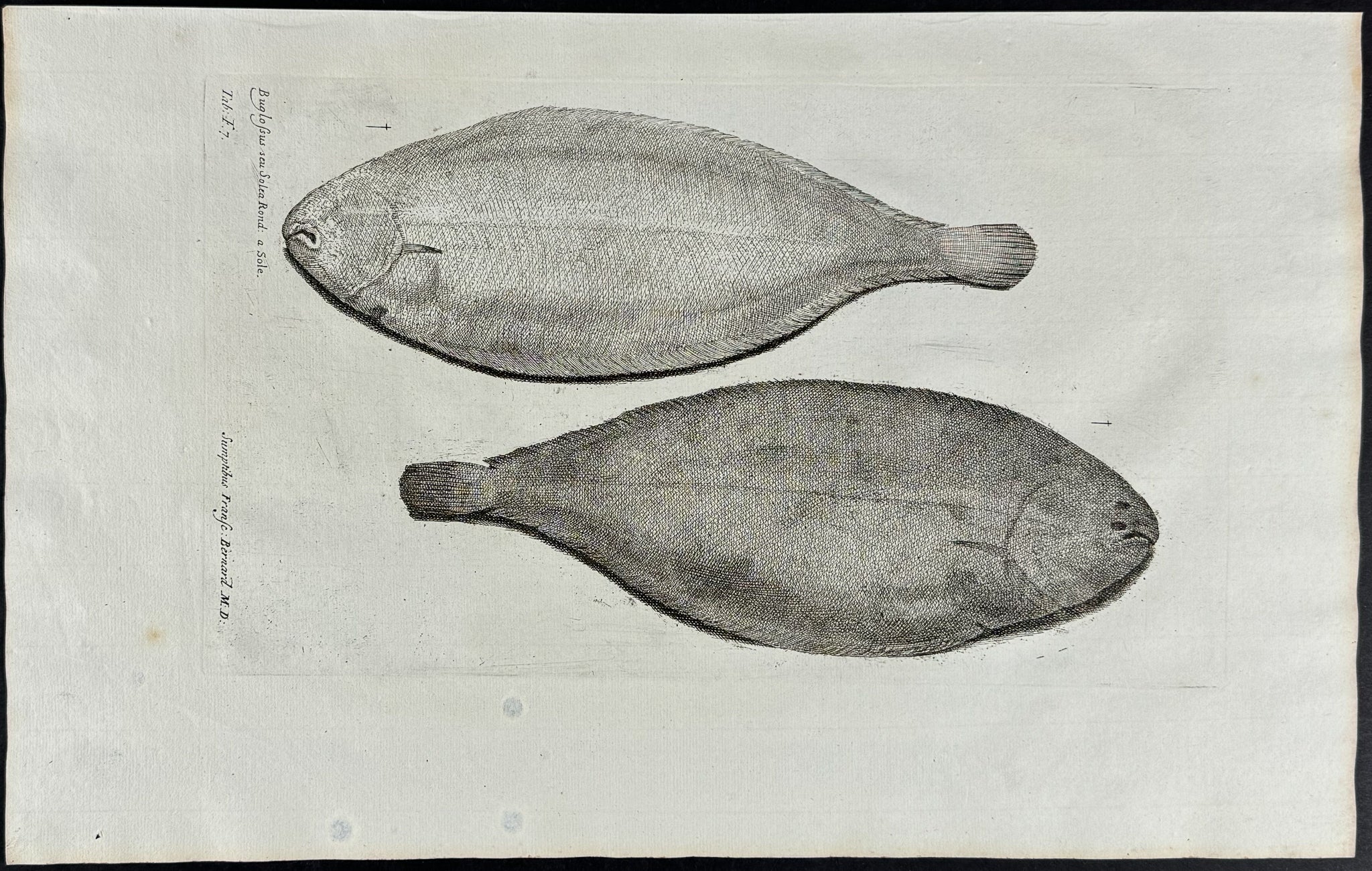 Fish or Sea Life