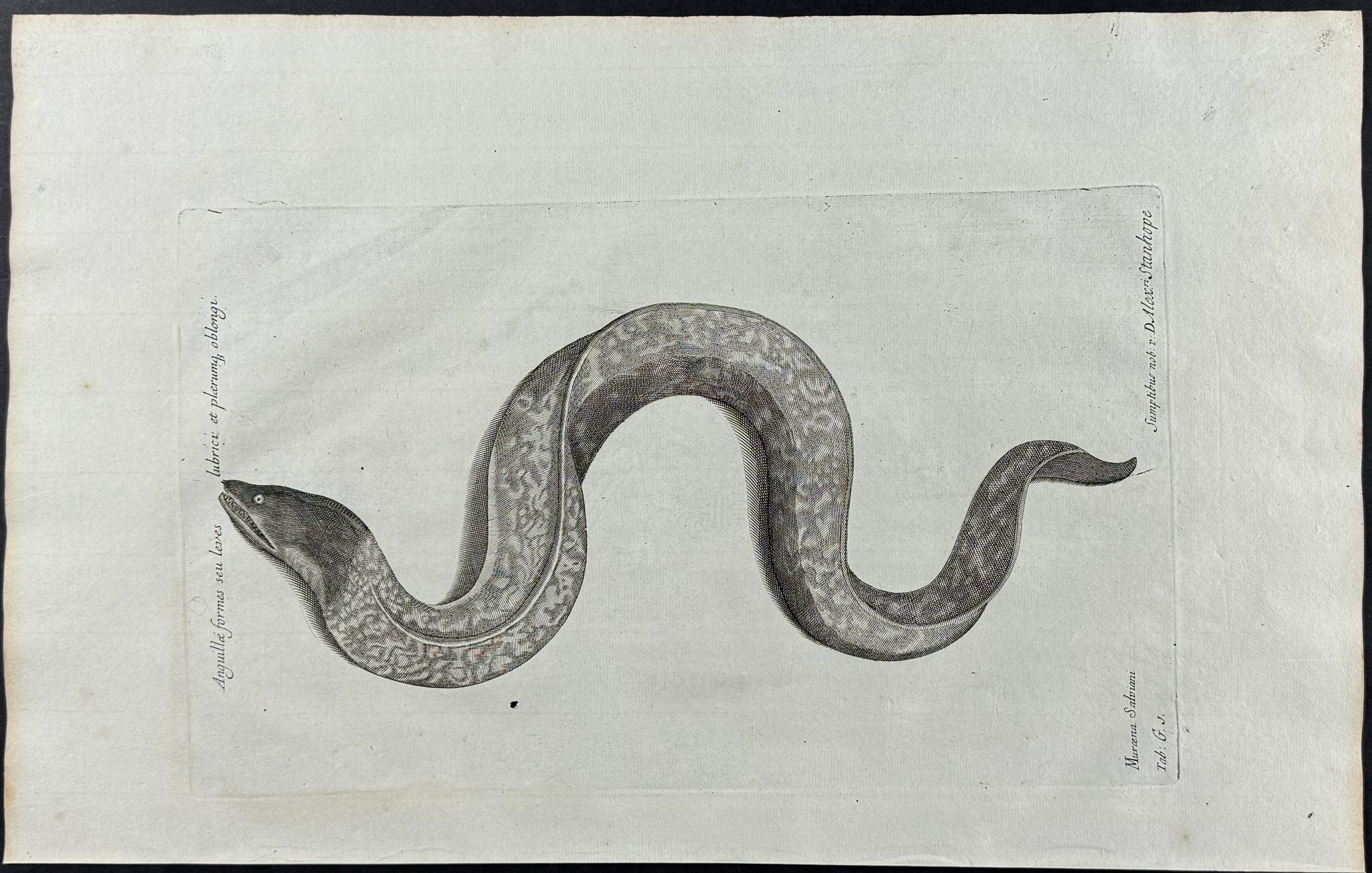 Eel or Moray