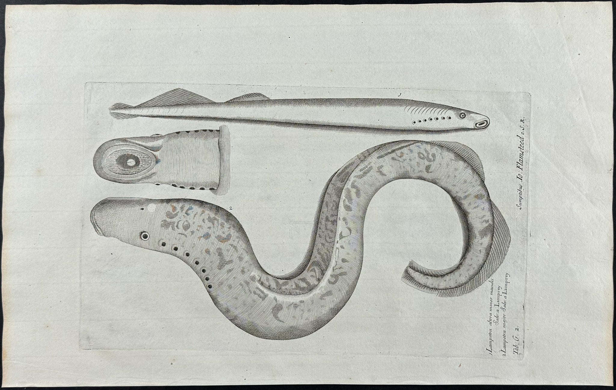 Lamprey