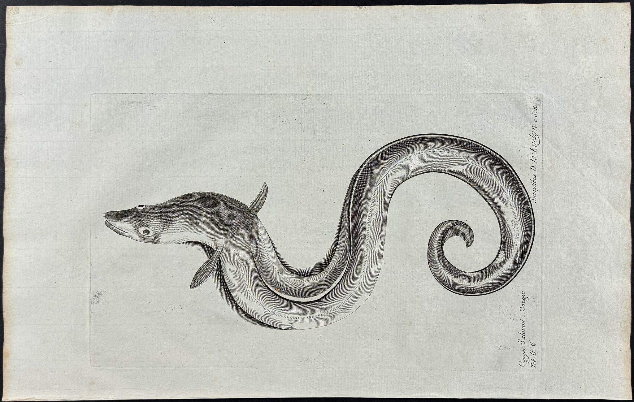 Eel or Sea Snake
