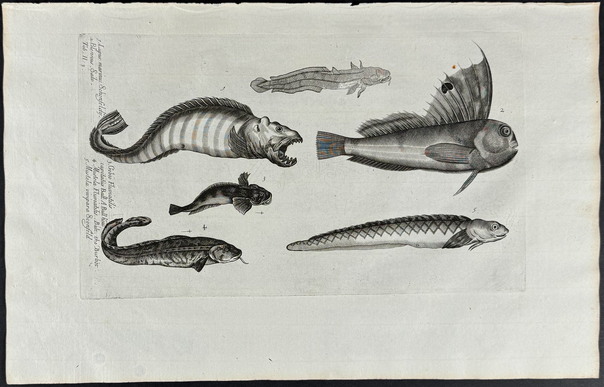 Fish or Sea Life