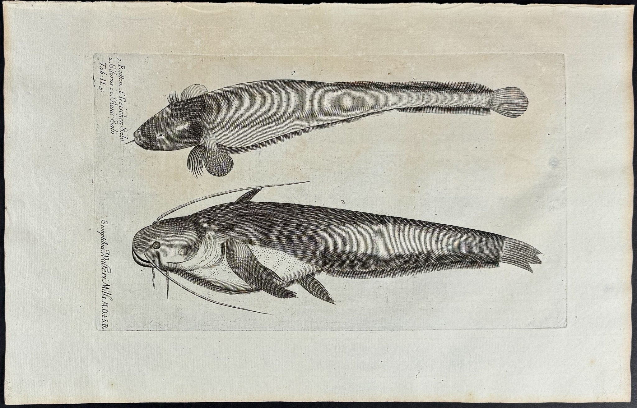 Fish or Sea Life