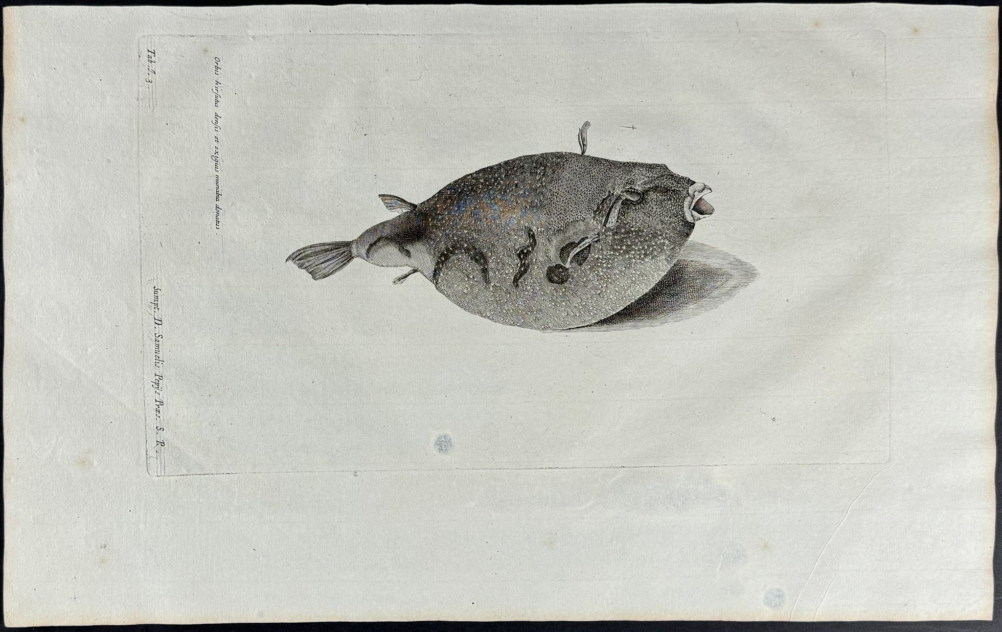 Fish or Sea Life